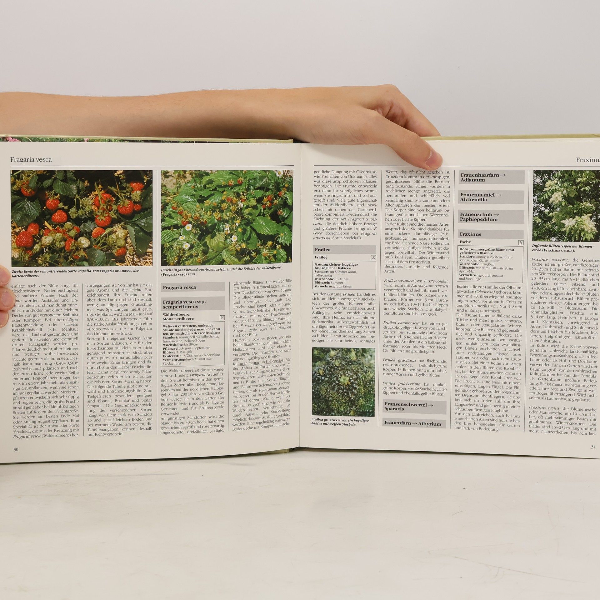 Autorenkollektiv Bertelsmann Gartenlexikon 4 - Garten- und Zimmerpflanzen F-Hy