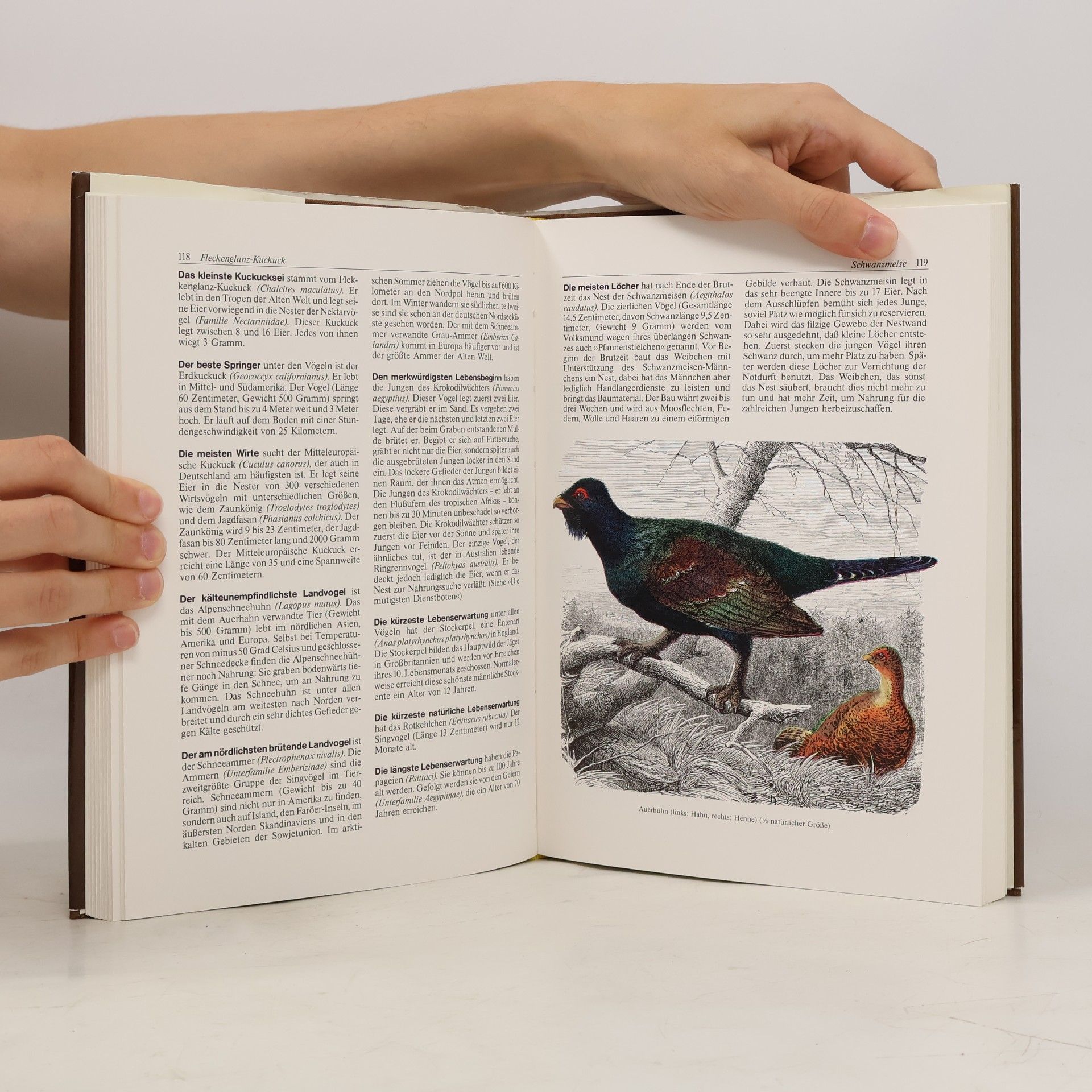 Daniel Mann Rekorde der Tierwelt