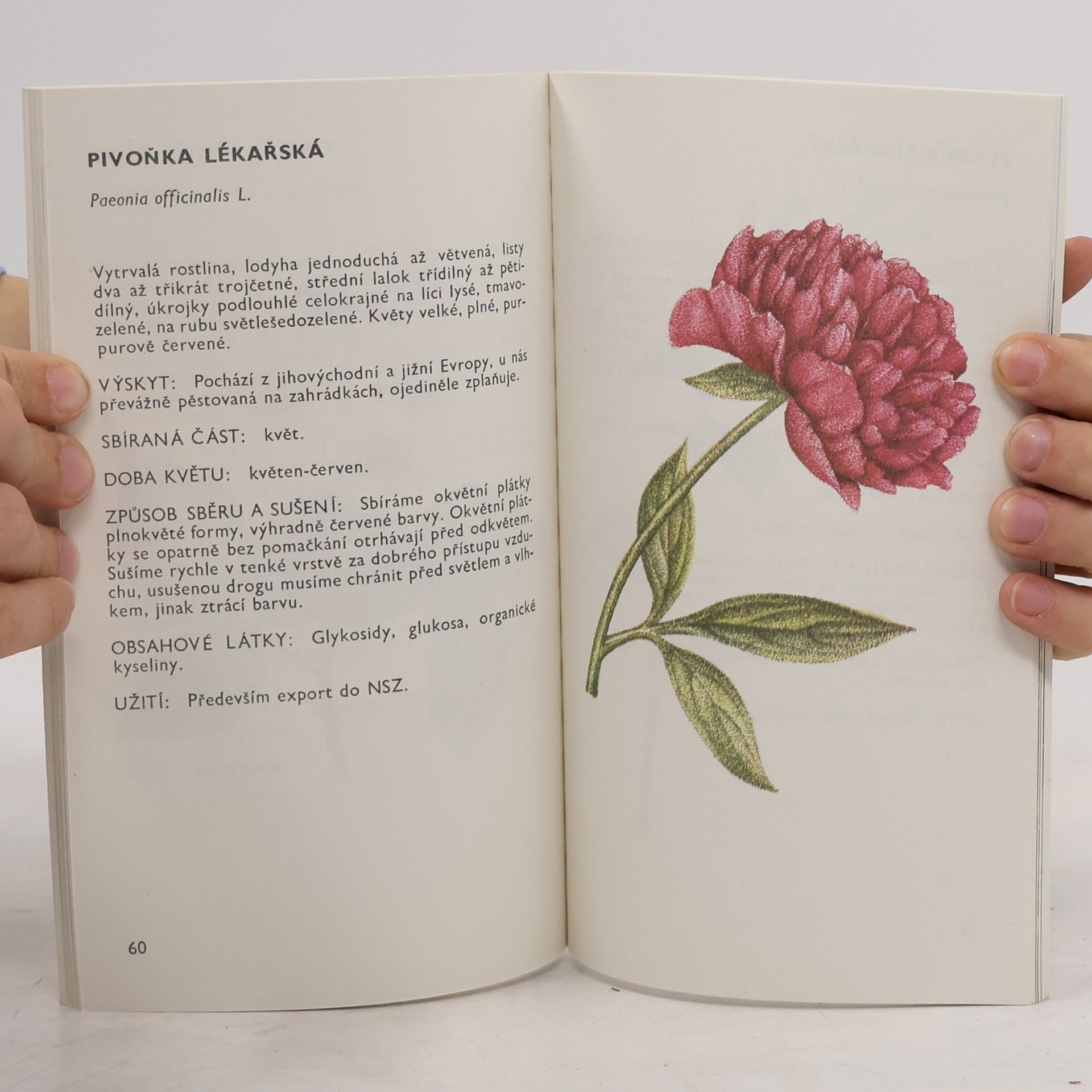 Ludmila Černá Malý herbář léčivých rostlin