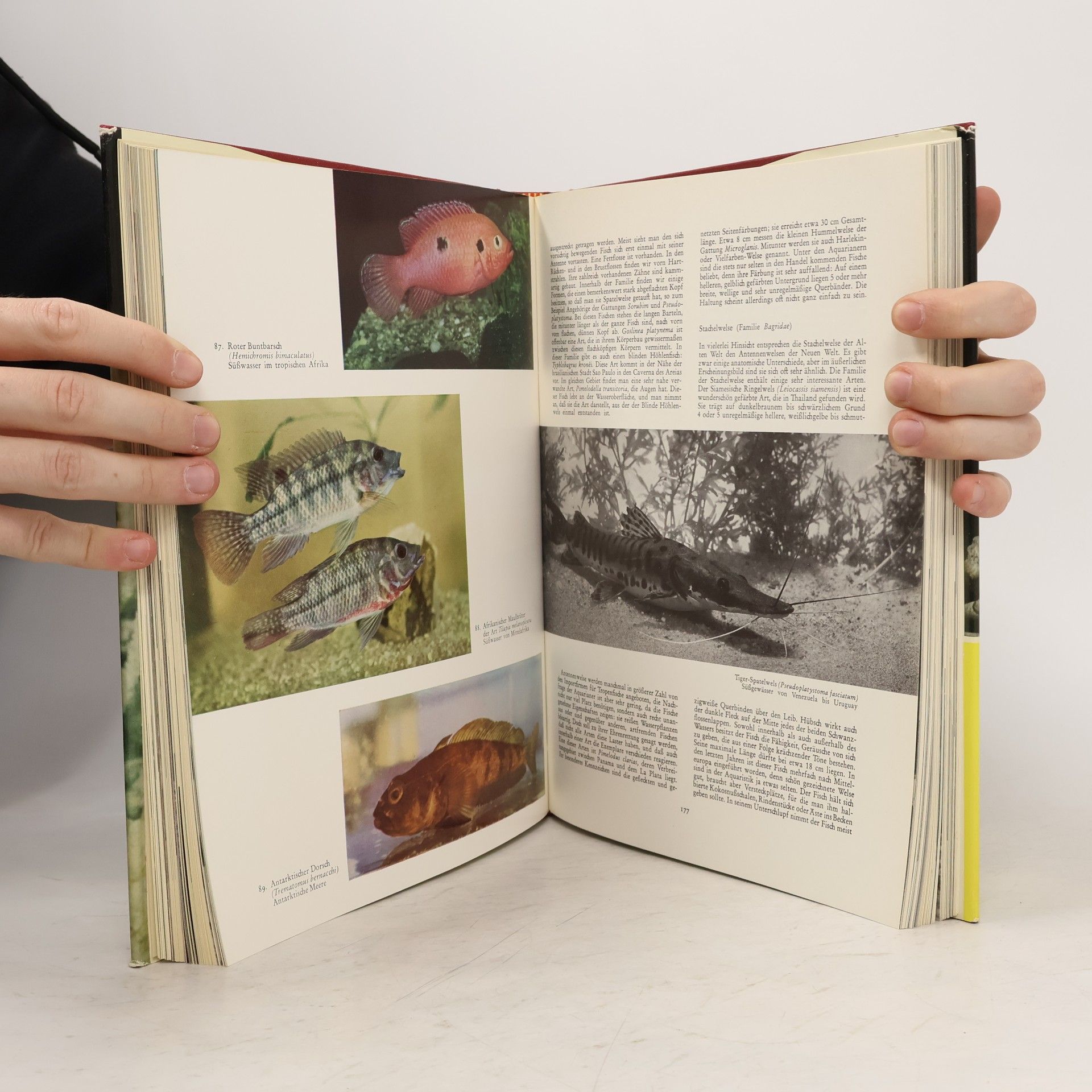 Collectif d'auteurs Knaurs Tierreich in Farben. Fische