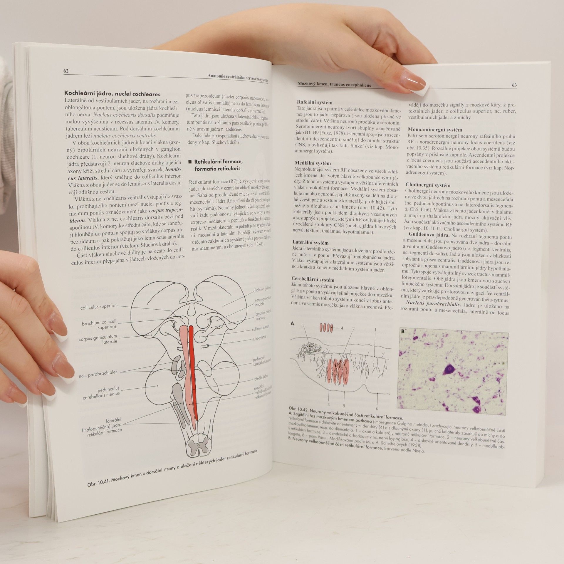 Rastislav Druga Základy anatomie. 4a., Centrální nervový systém