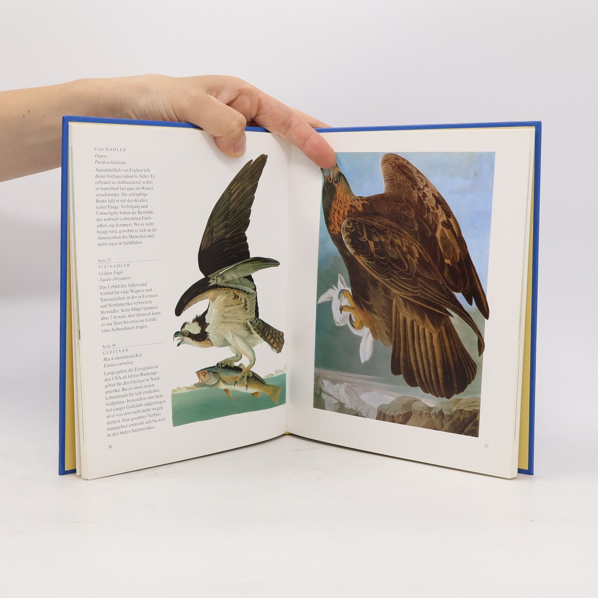John James Audubon John James Audubons Vögel Amerikas