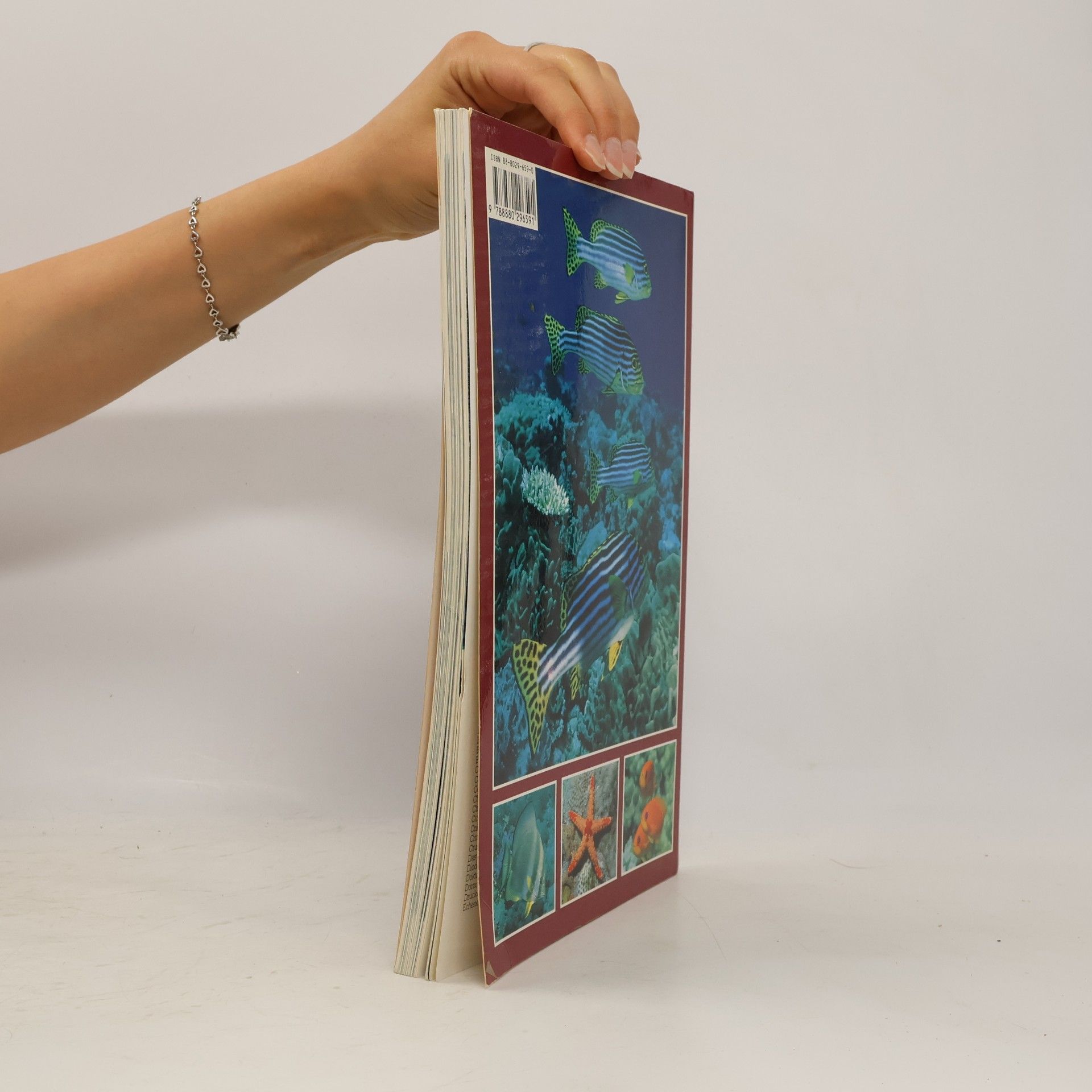Andrea Ghisotti Die Fische der Malediven