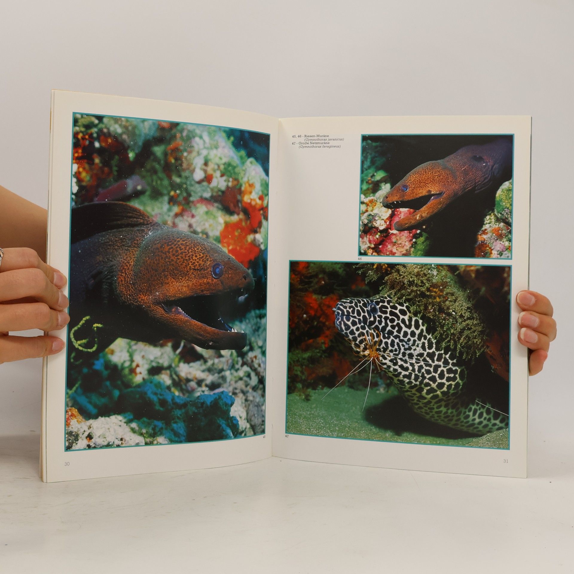 Andrea Ghisotti Die Fische der Malediven