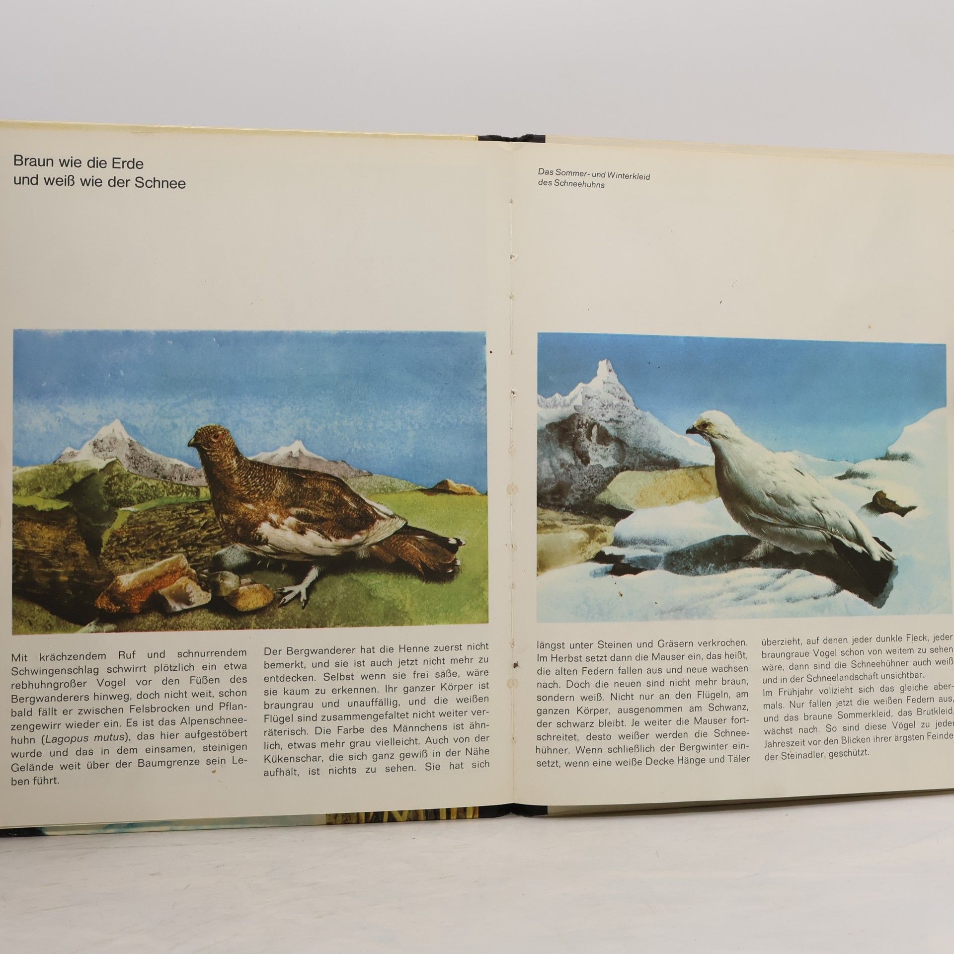 Otto von Frisch Tarnkappe der Tiere