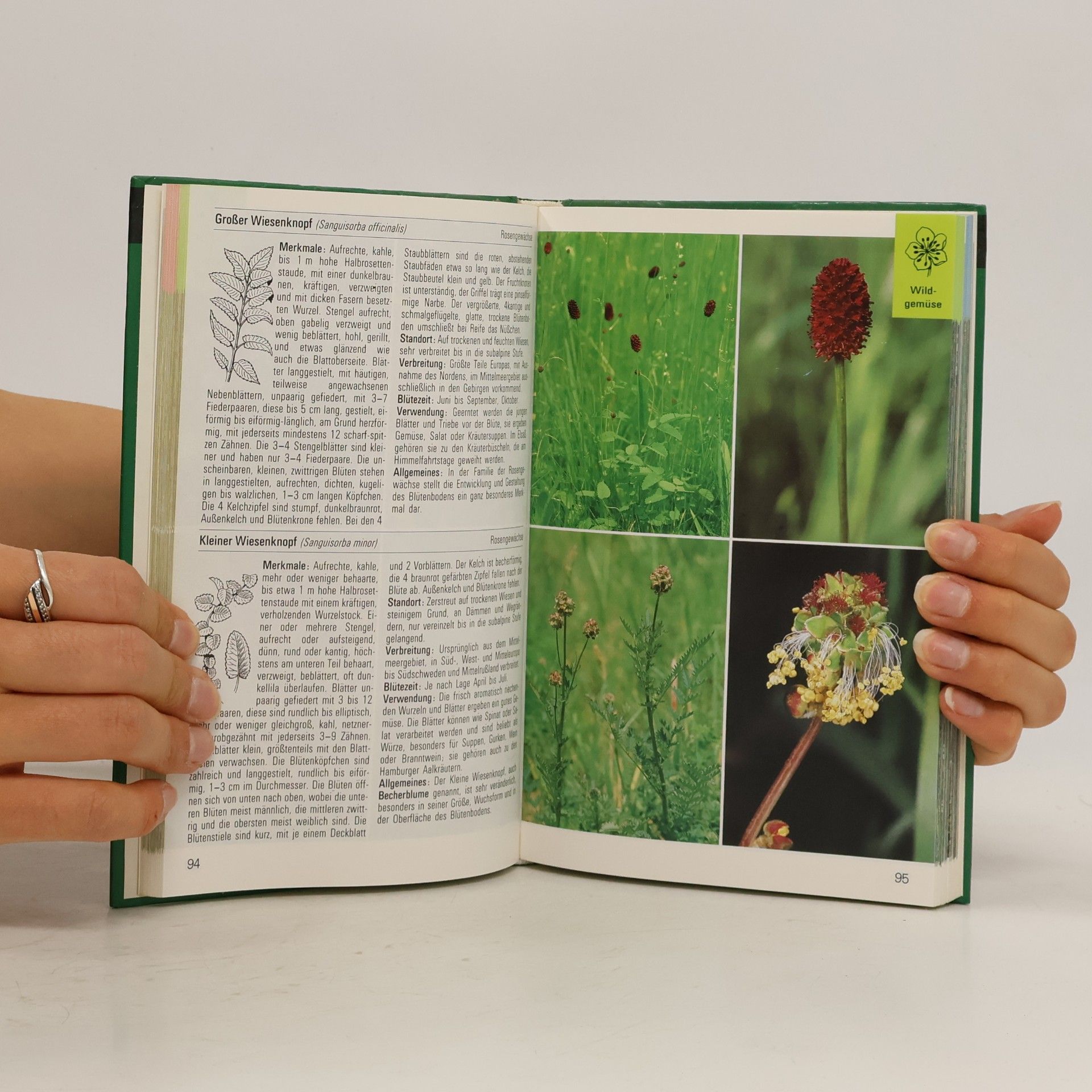 Auteurscollectief Beeren, Wildgemüse, Heilkräuter