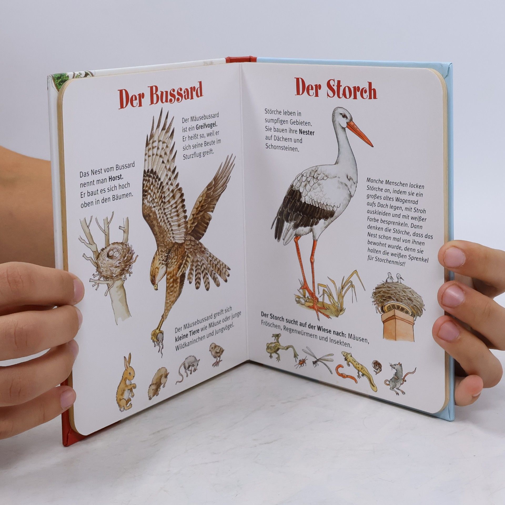 Mein erstes Bestimmungsbuch Vögel. Hier bestimme ich! Bilderbuch