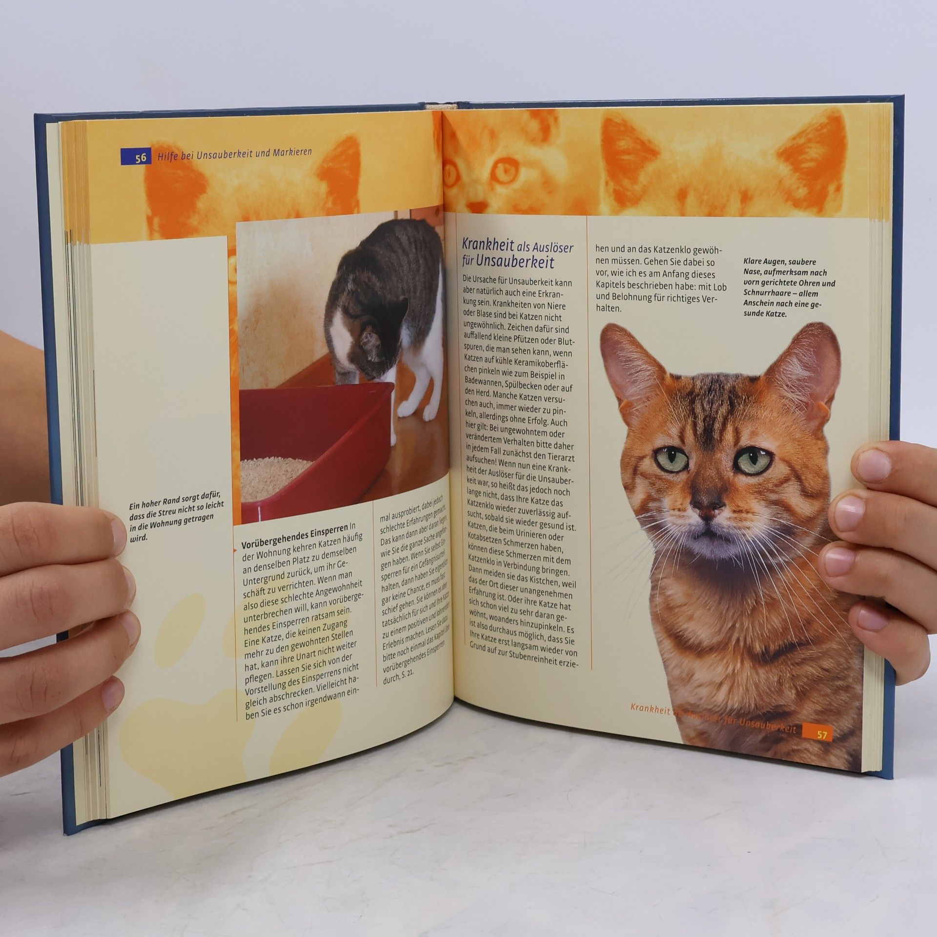 Gwen Bohnenkamp Was Katzen wirklich brauchen