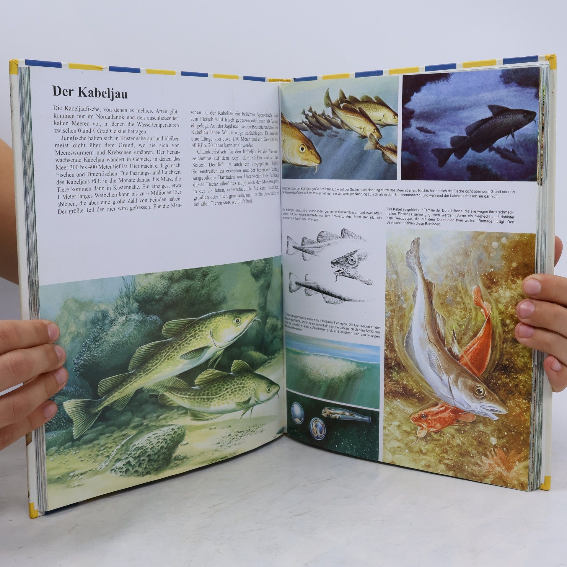 Michel Cuisin Mein großer Tieratlas von A - Z