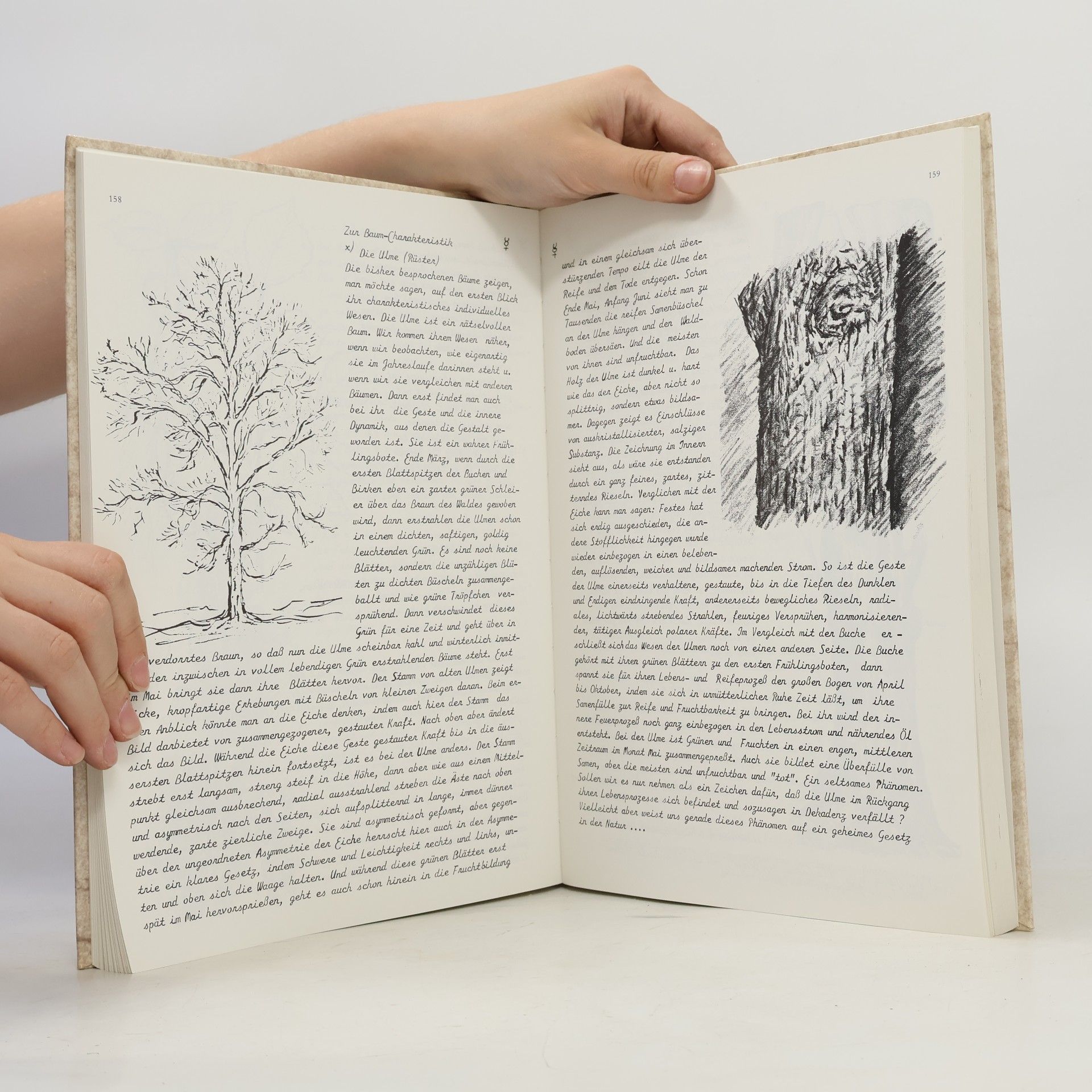 Anke Usche Clausen Plastisches Gestalten in Holz