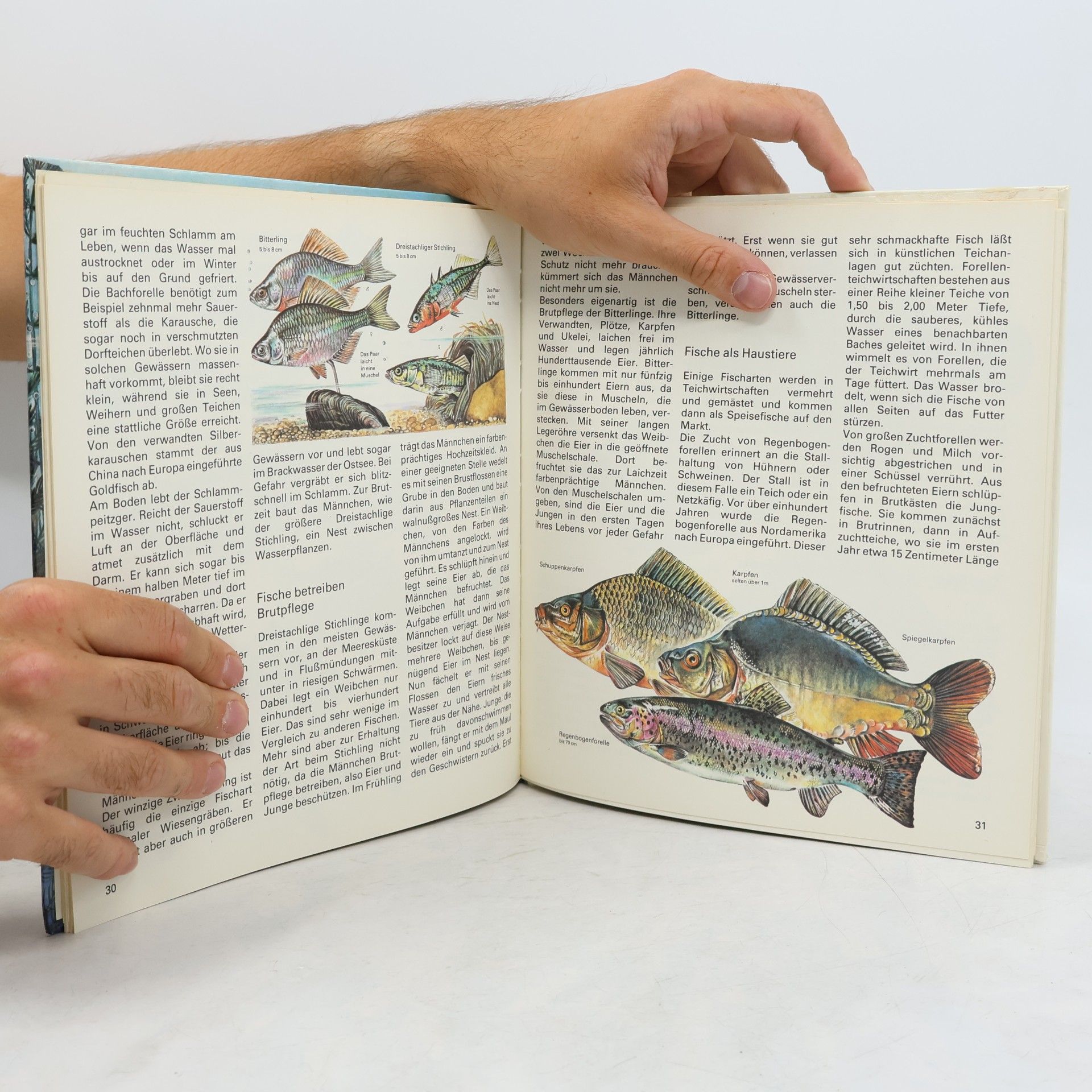Horst Schroder Fische