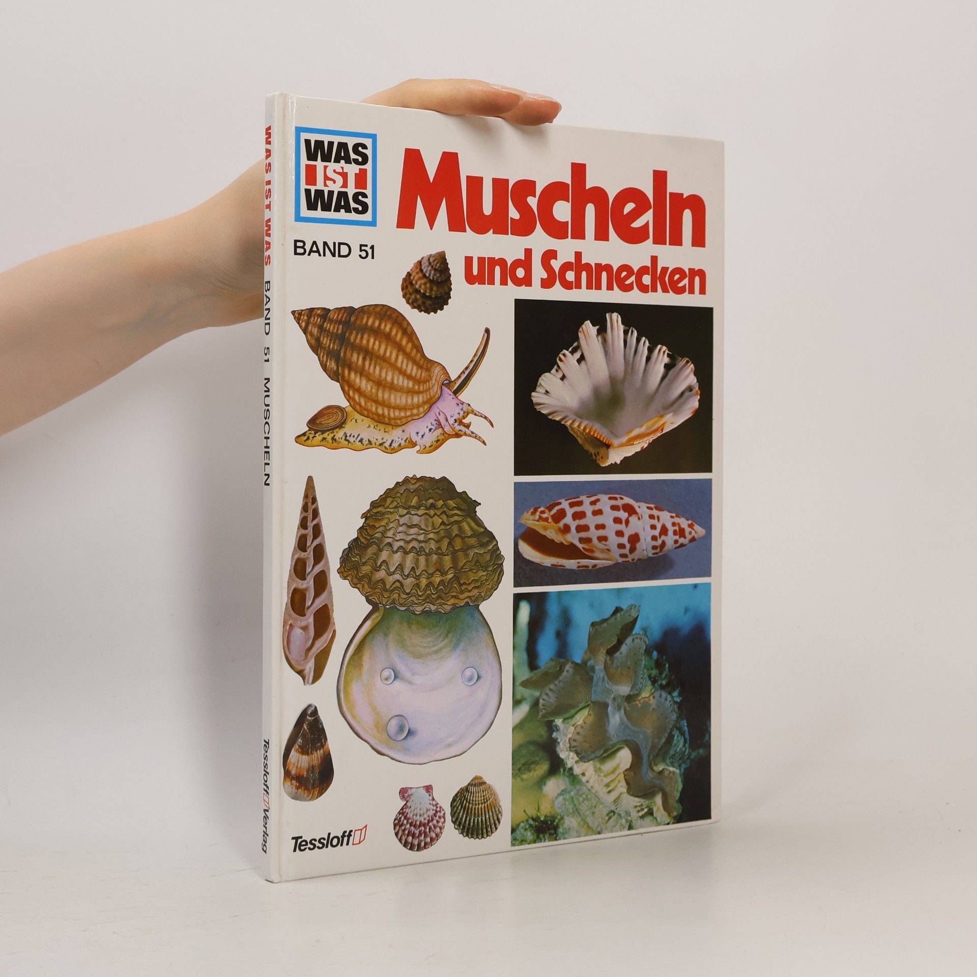 Walter Hähnel Muscheln und Schnecken