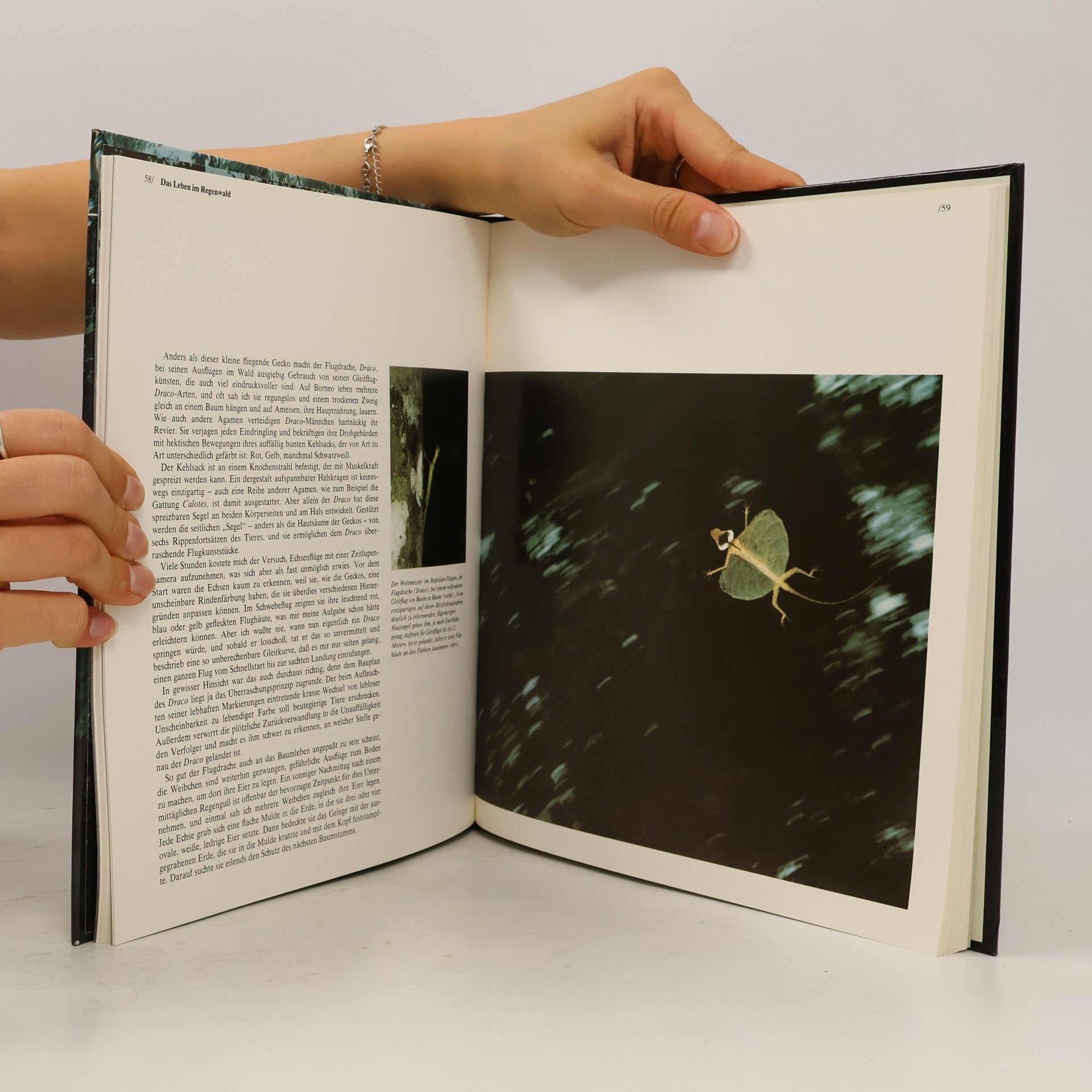Kolektiv autorů Borneo. Die Wildnisse Der Welt Time-Life Bücher