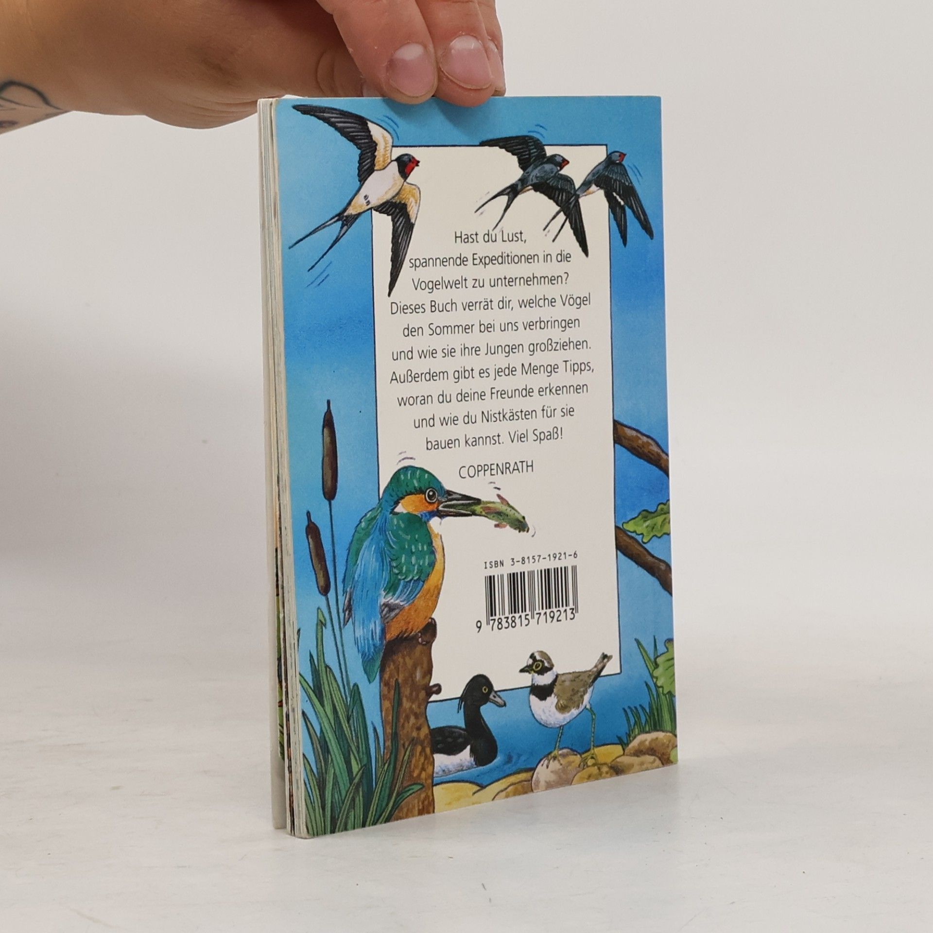 Autorenkollektiv Vögel im Sommer