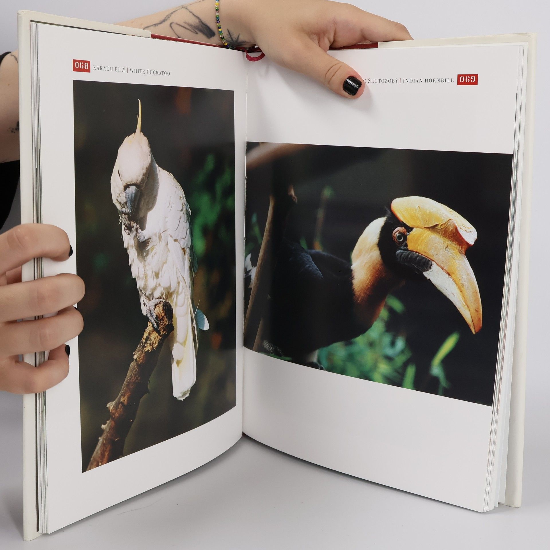 Herbert Slavík ZOO Praha : zvířata z pražské ZOO na fotografiích Herberta Slavíka