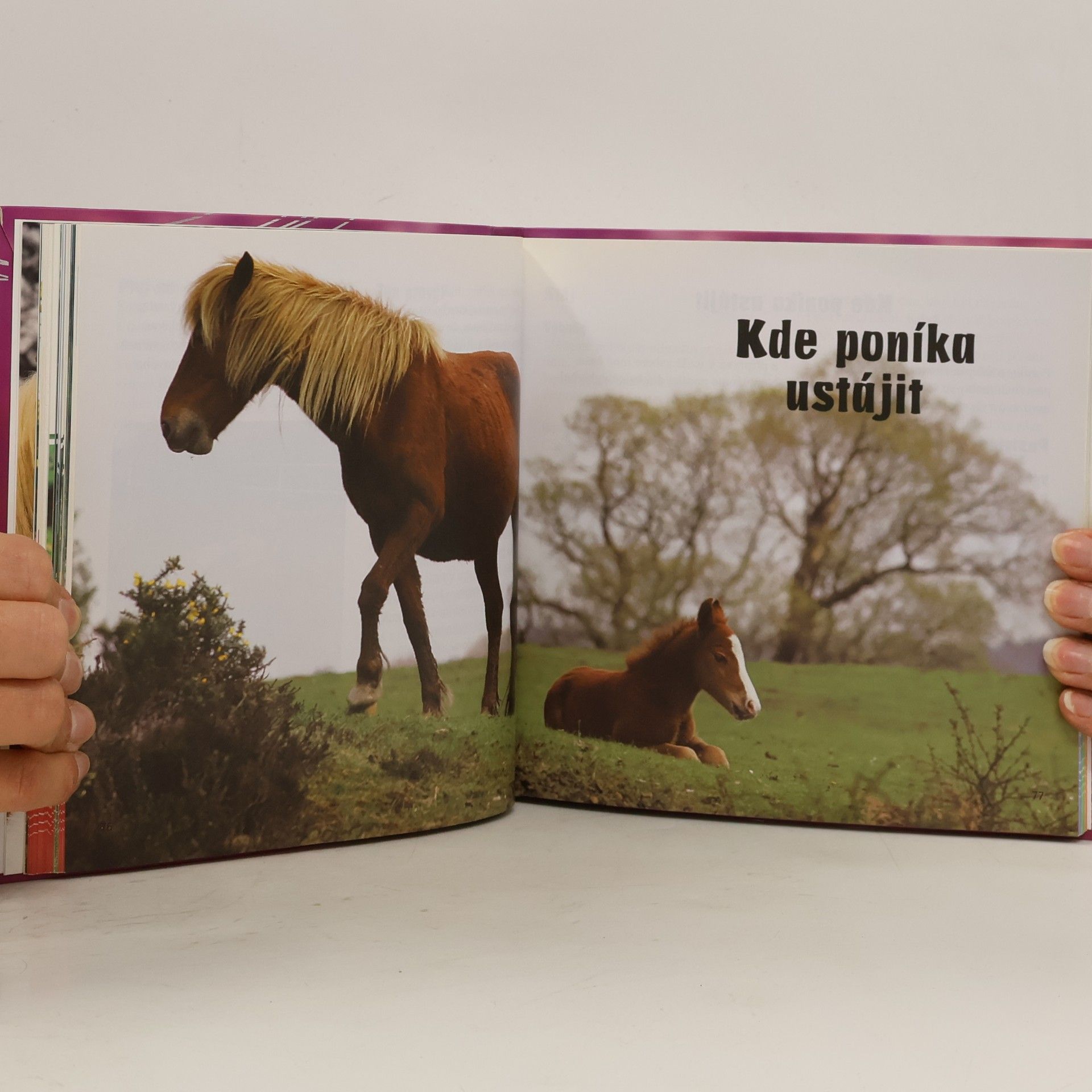 Sandy Ransford Můj první poník