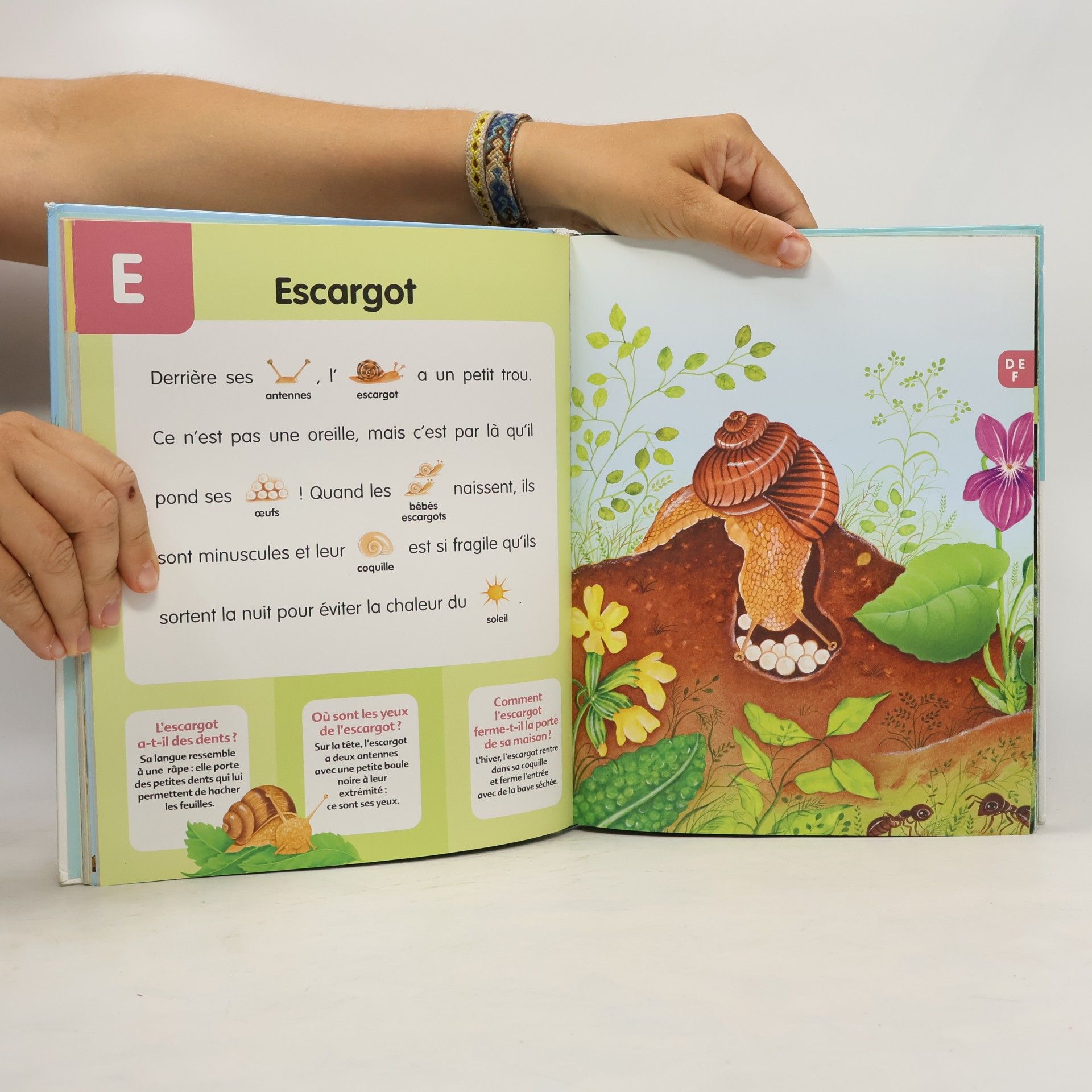 Yvette Barbetti L'encyclopédie des animaux de A à Z - Dès 4 ans ( périmé )