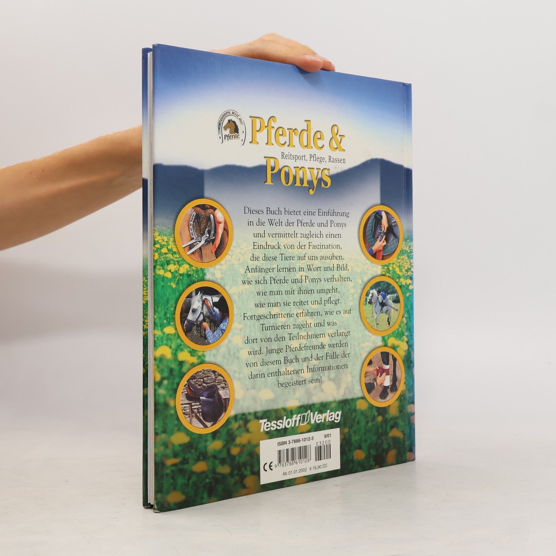 Sandy Ransford Pferde & Ponys