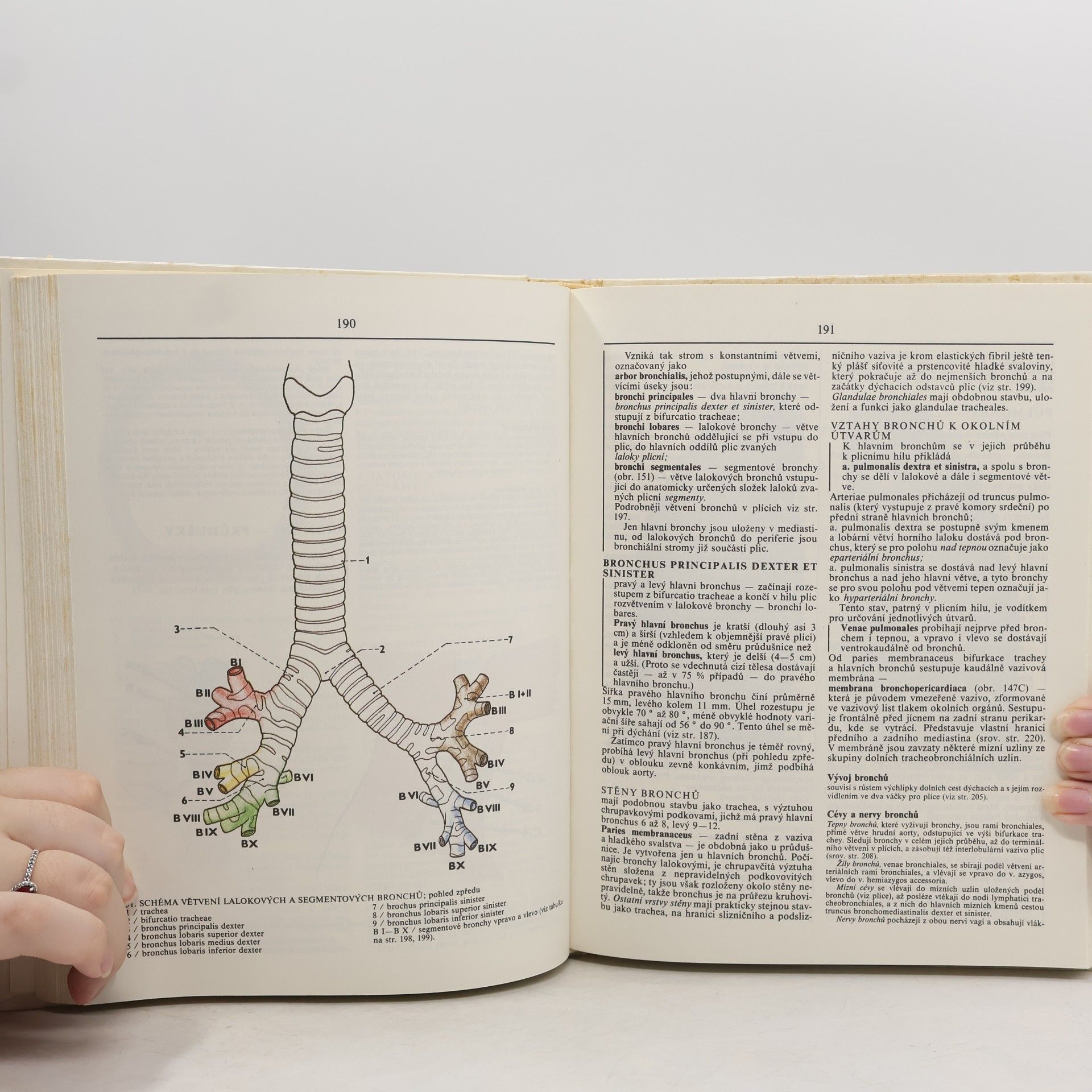 Radomír Čihák Anatomie 2