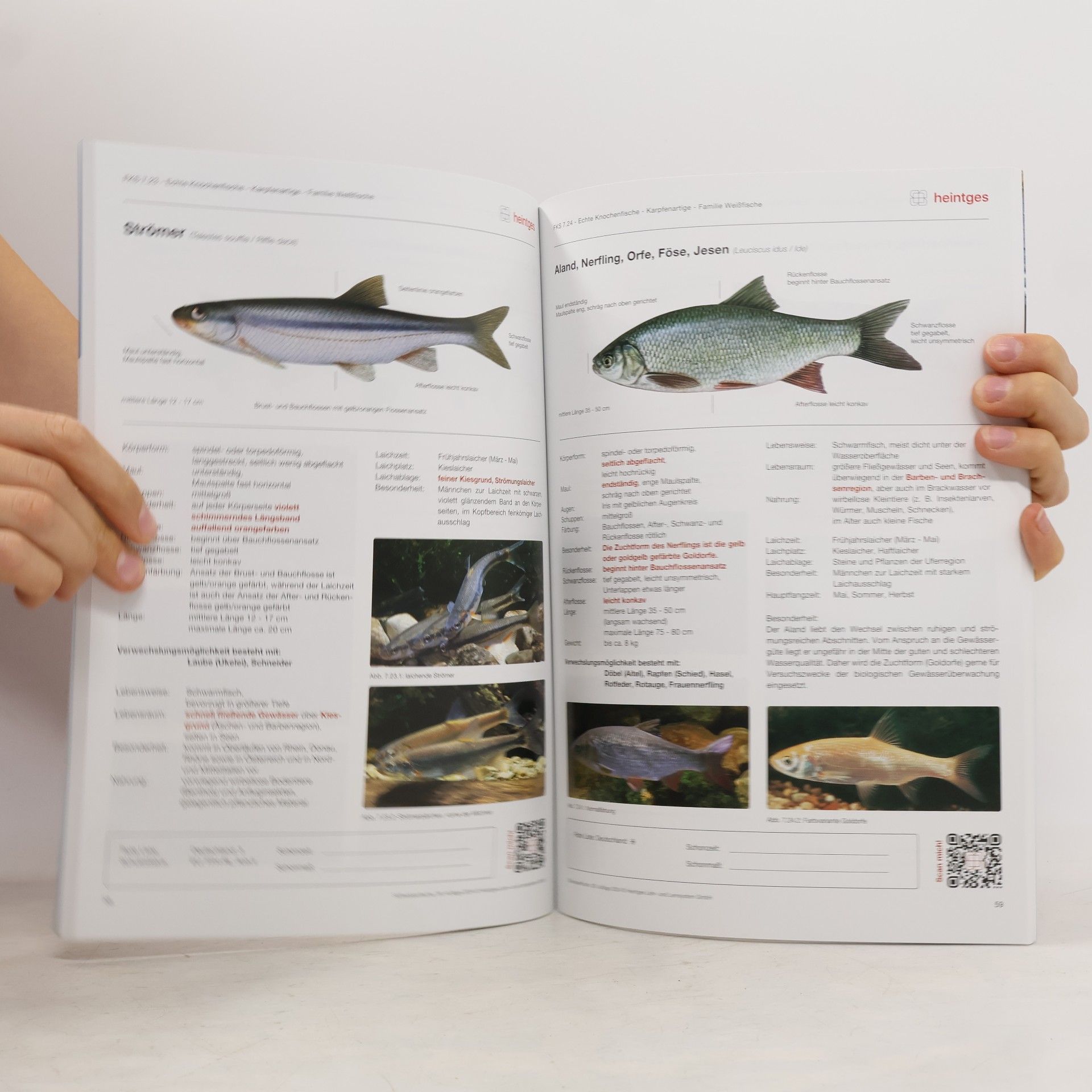 Autorenkollektiv Süßwasserfische