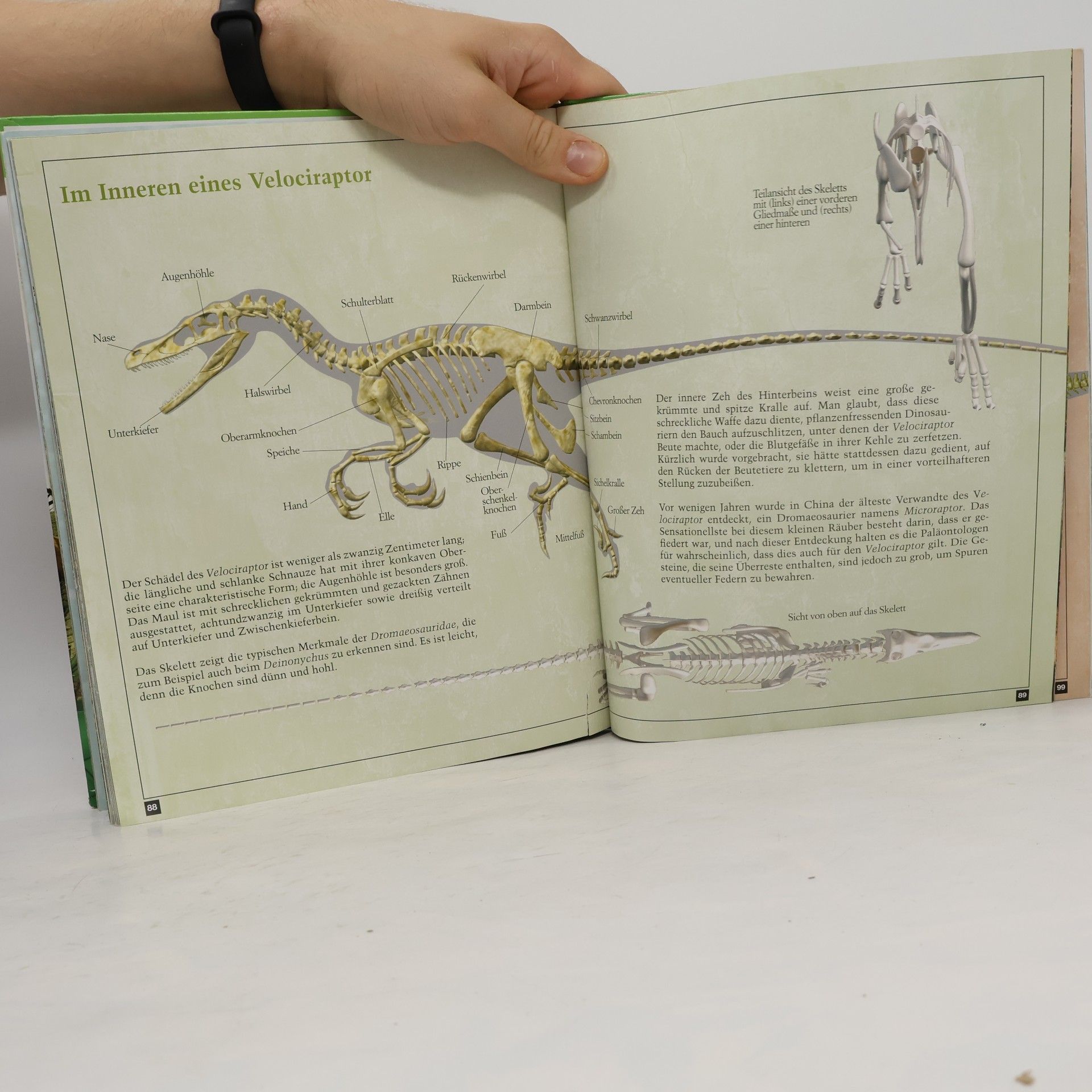 Fabio Marco Della Vecchia Die Welt der Dinosaurier