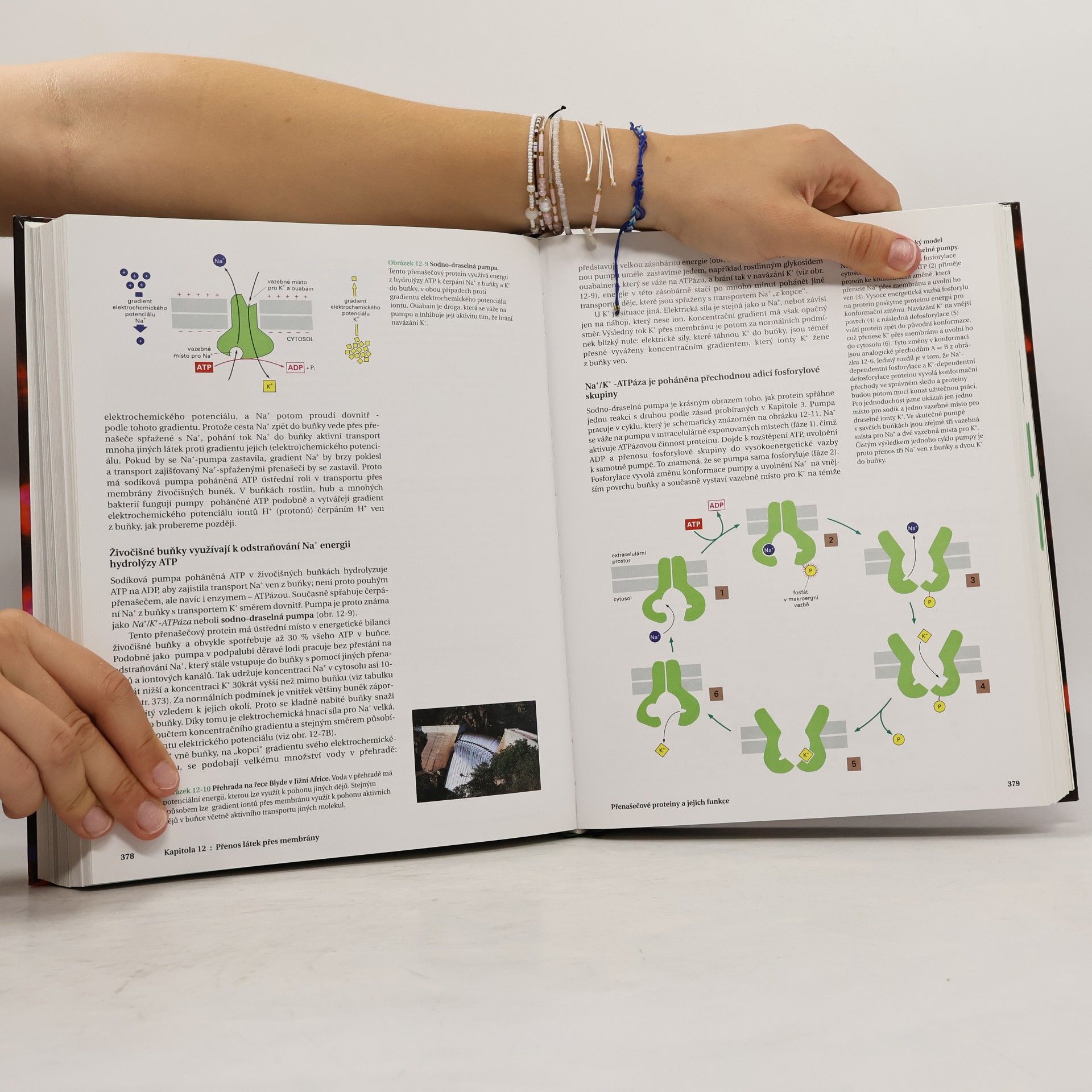 Bruce Alberts Základy buněčné biologie - Úvod do molekulární biologie buňky
