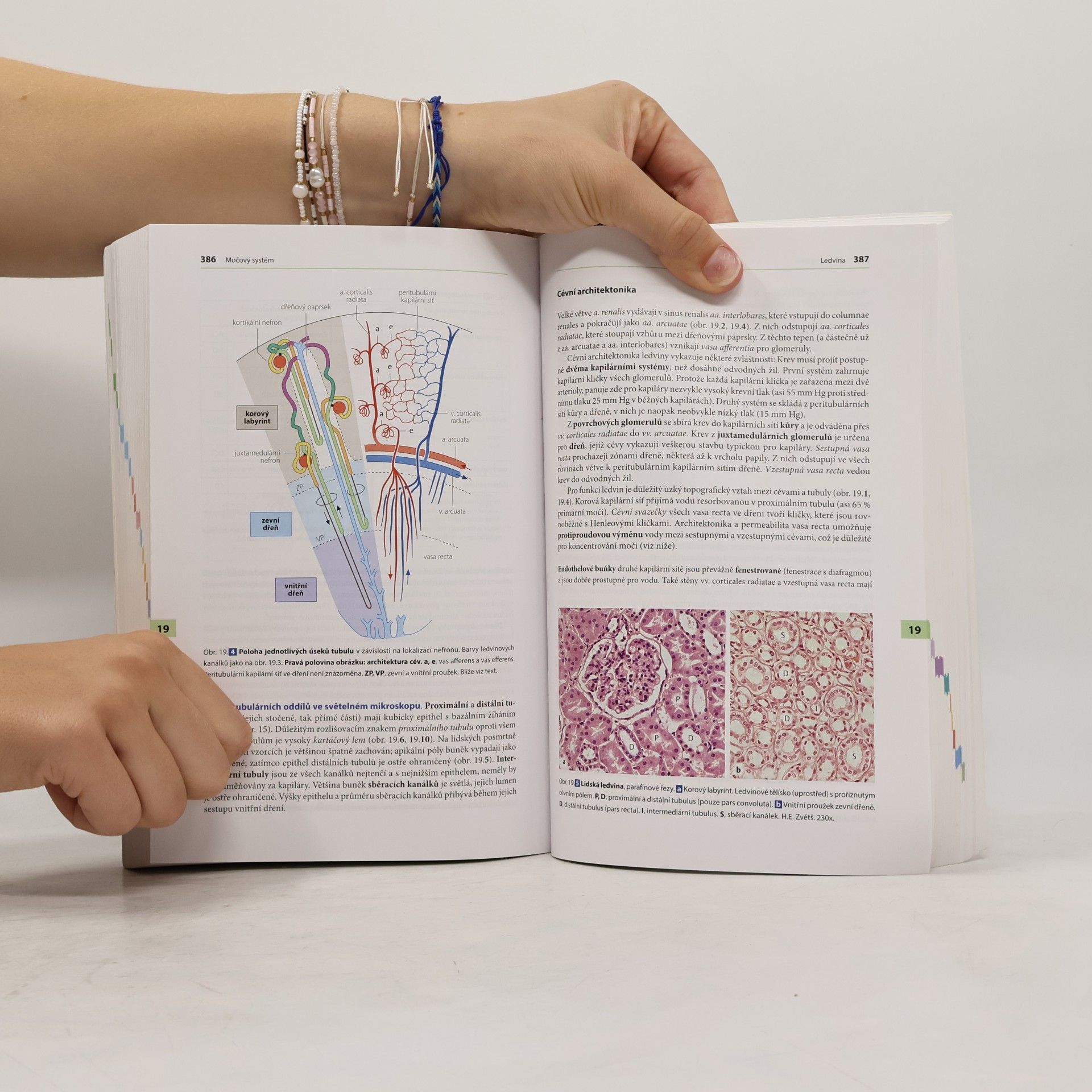 Renate Lüllmann-Rauch Histologie