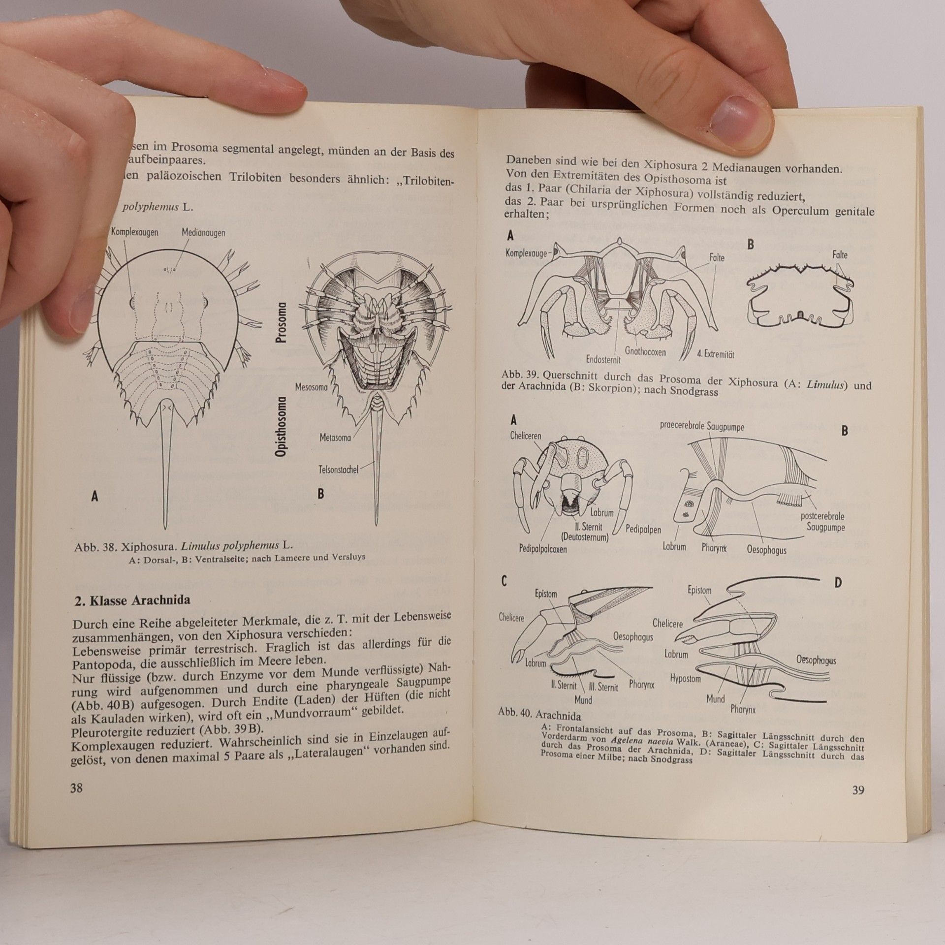 Willi Hennig Taschenbuch der Speziellen Zoologie - 2: Wirbellose