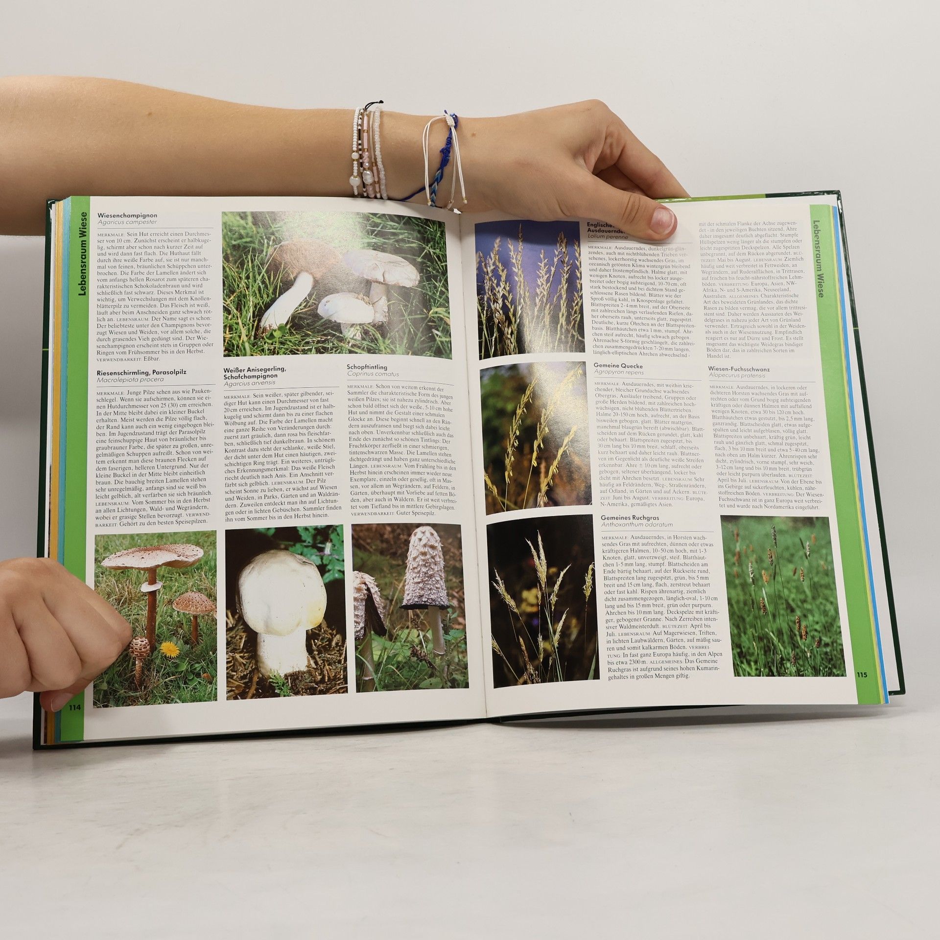Autorenkollektiv Steinbachs großer Naturführer