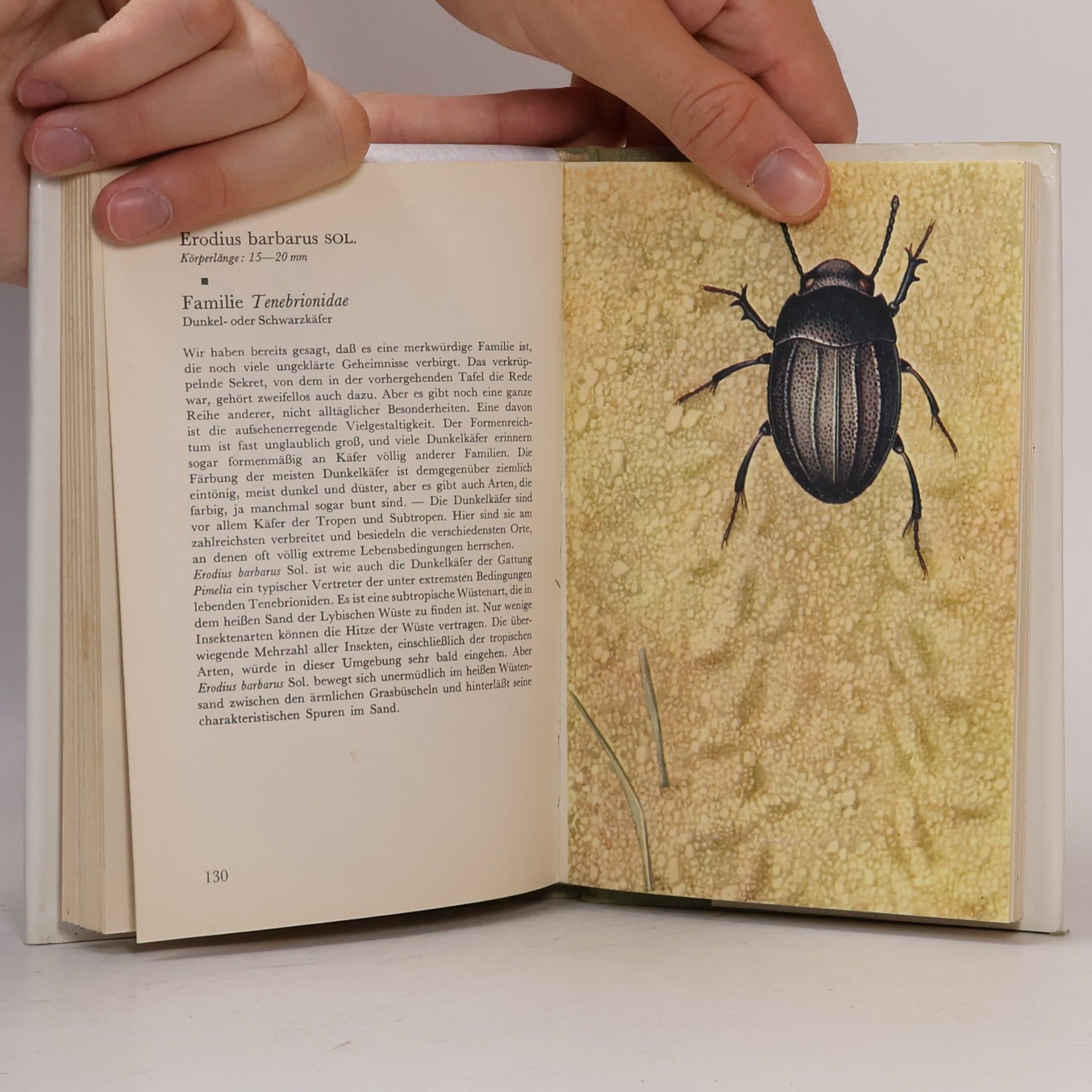 Collectif d'auteurs Taschenatlas der Käfer