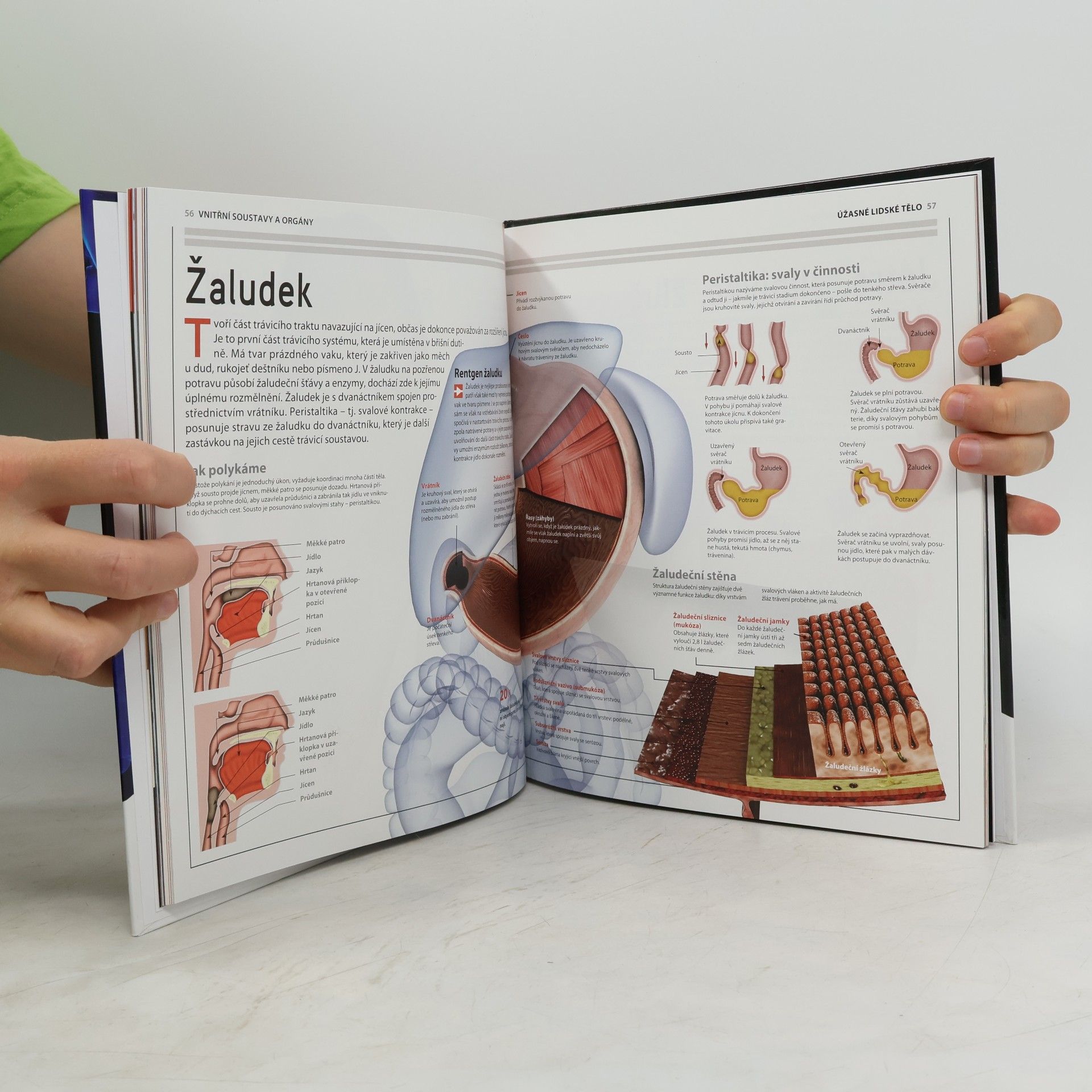 Various authors Úžasné lidské tělo - Jak to funguje?
