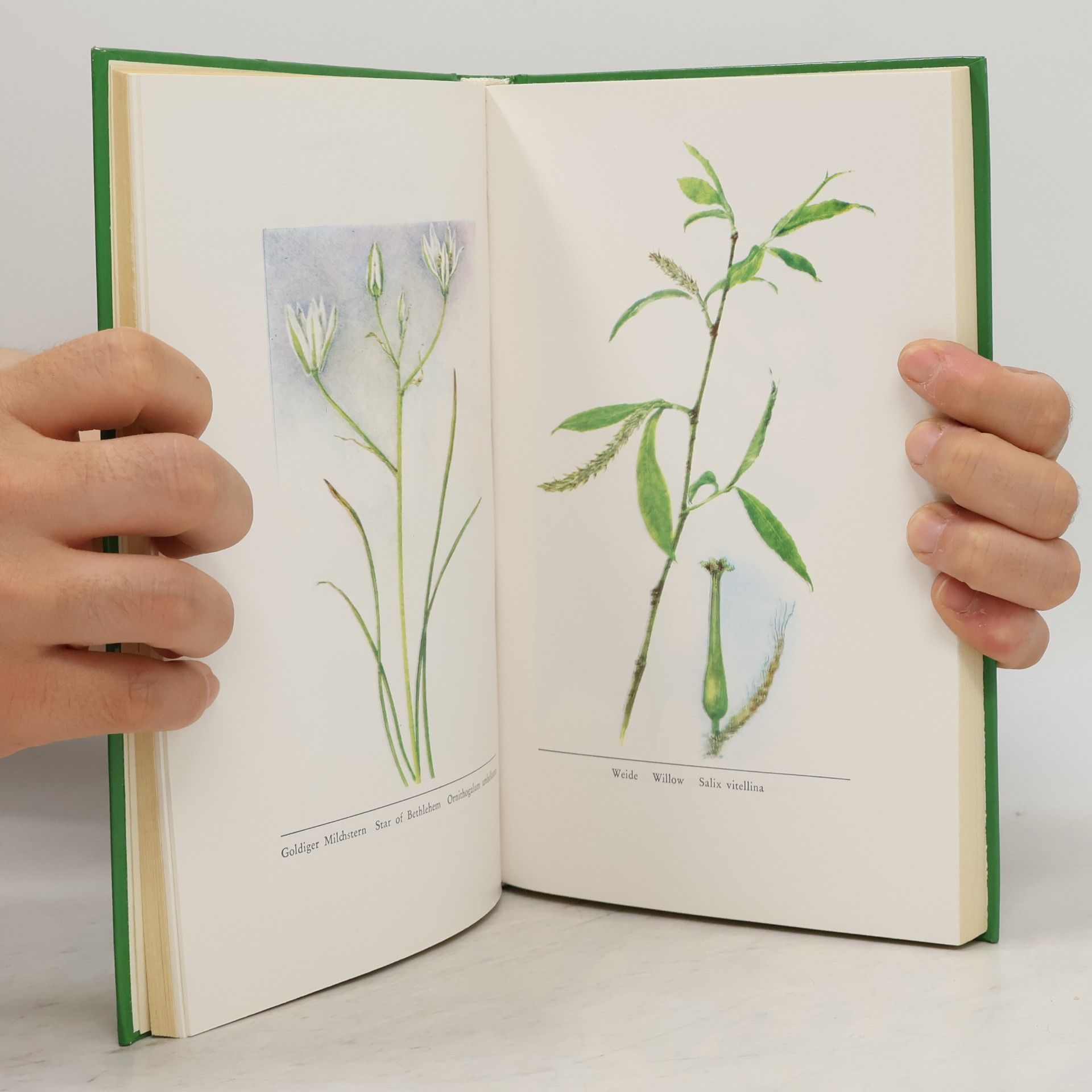 Edward Bach Blumen, die durch die Seele heilen