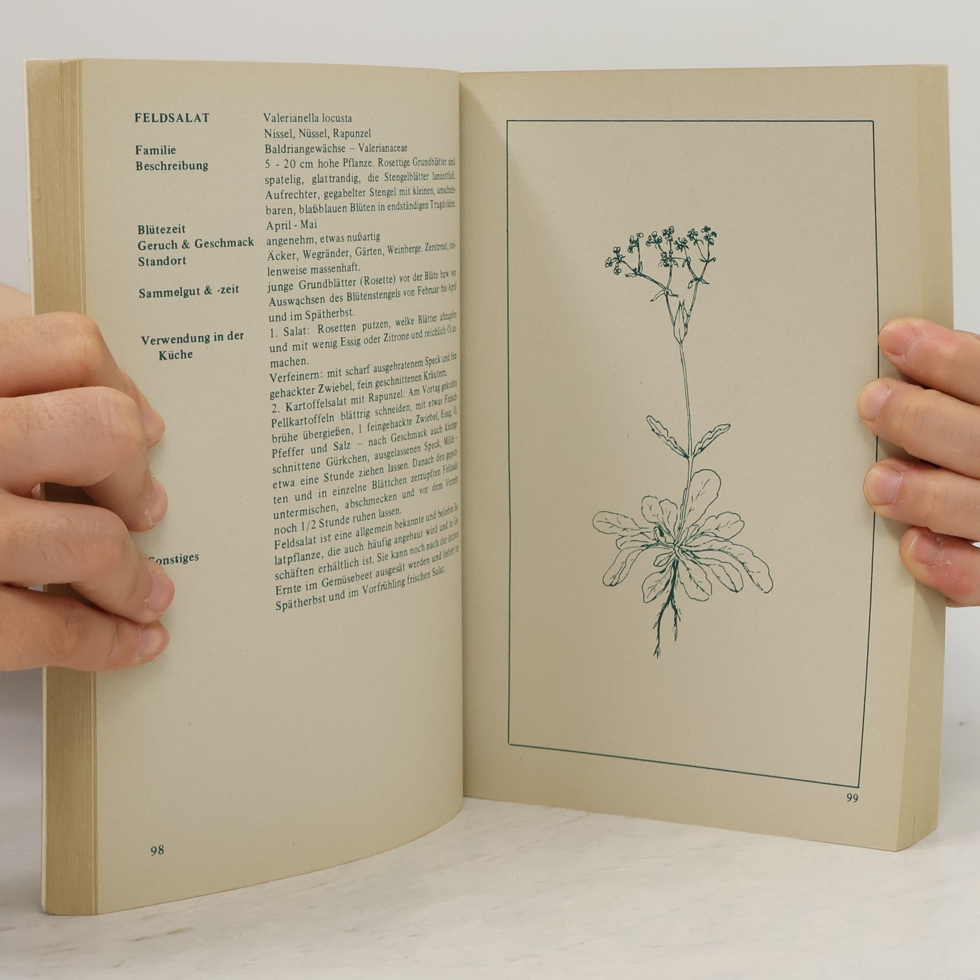 Elisabeth Hollerbach Kraut & Unkraut zum Kochen & Heilen