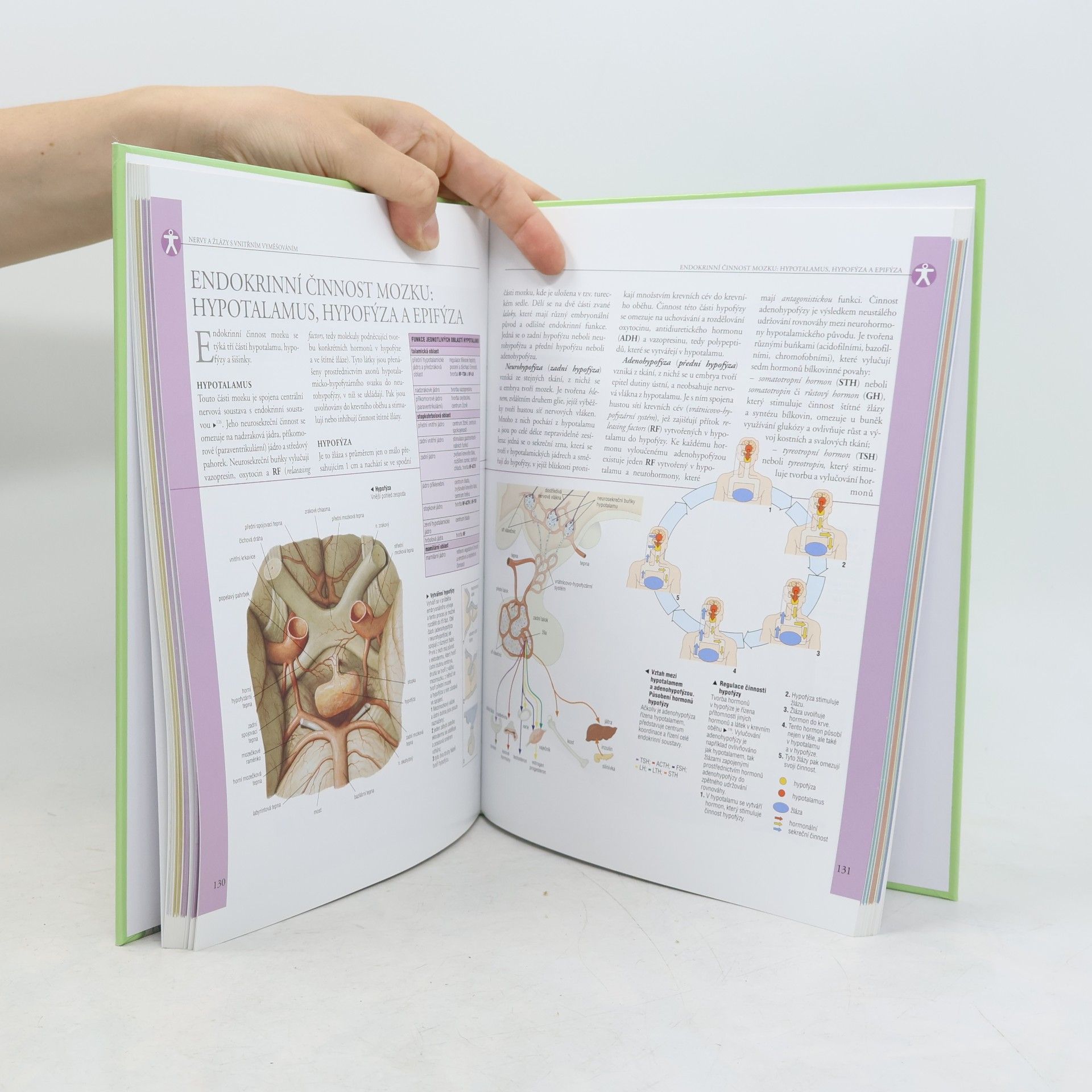 Adriana Rigutti Ilustrovaný atlas anatomie