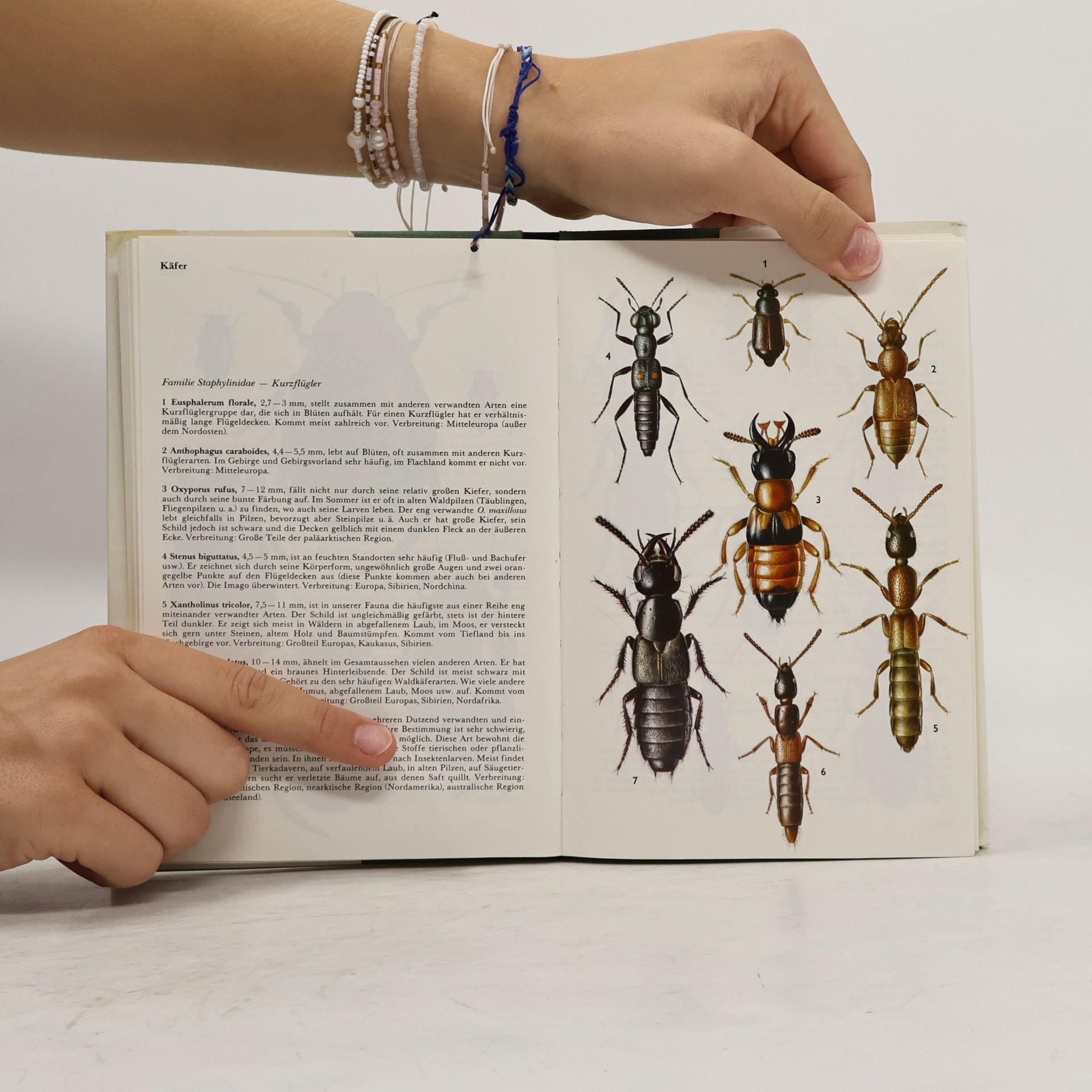 Jiří Zahradník Der Kosmos-Insektenführer