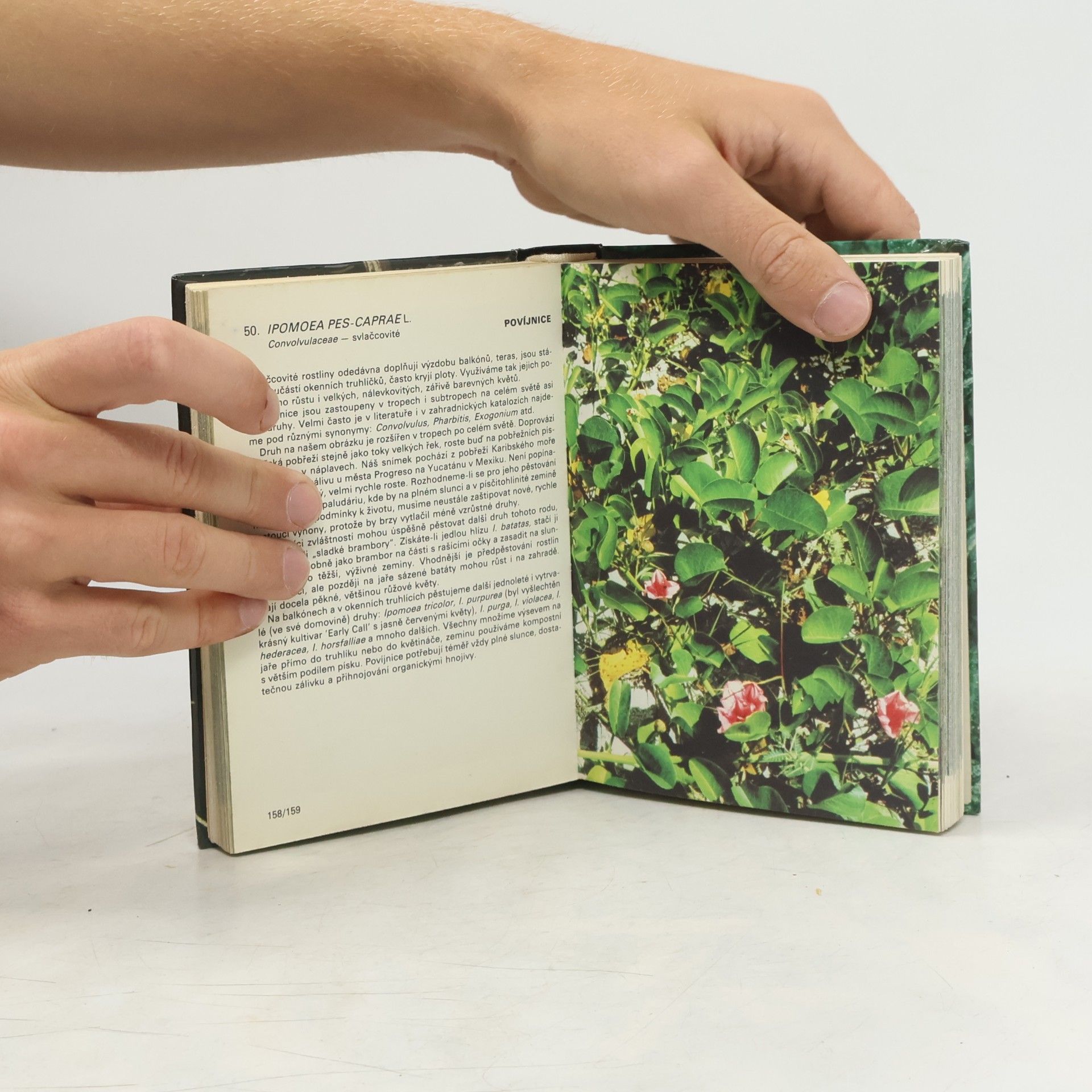 Jiří R. Haager Kapesní atlas pěstovaných exotických rostlin