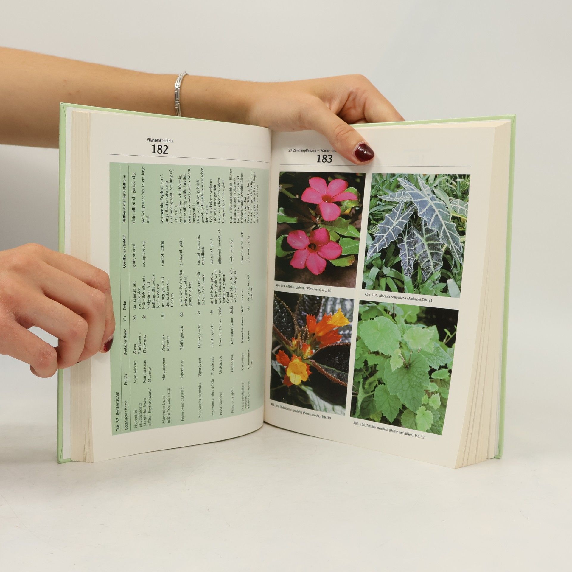 Ingeborg Wundermann Der Florist 2: Pflanze, Pflege, Material und Geschäftskunde