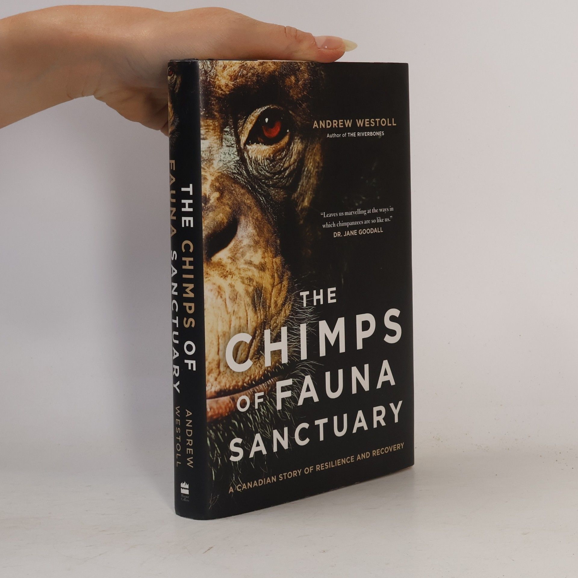 Andrew Westoll Chimps Of Fauna Sanctuary