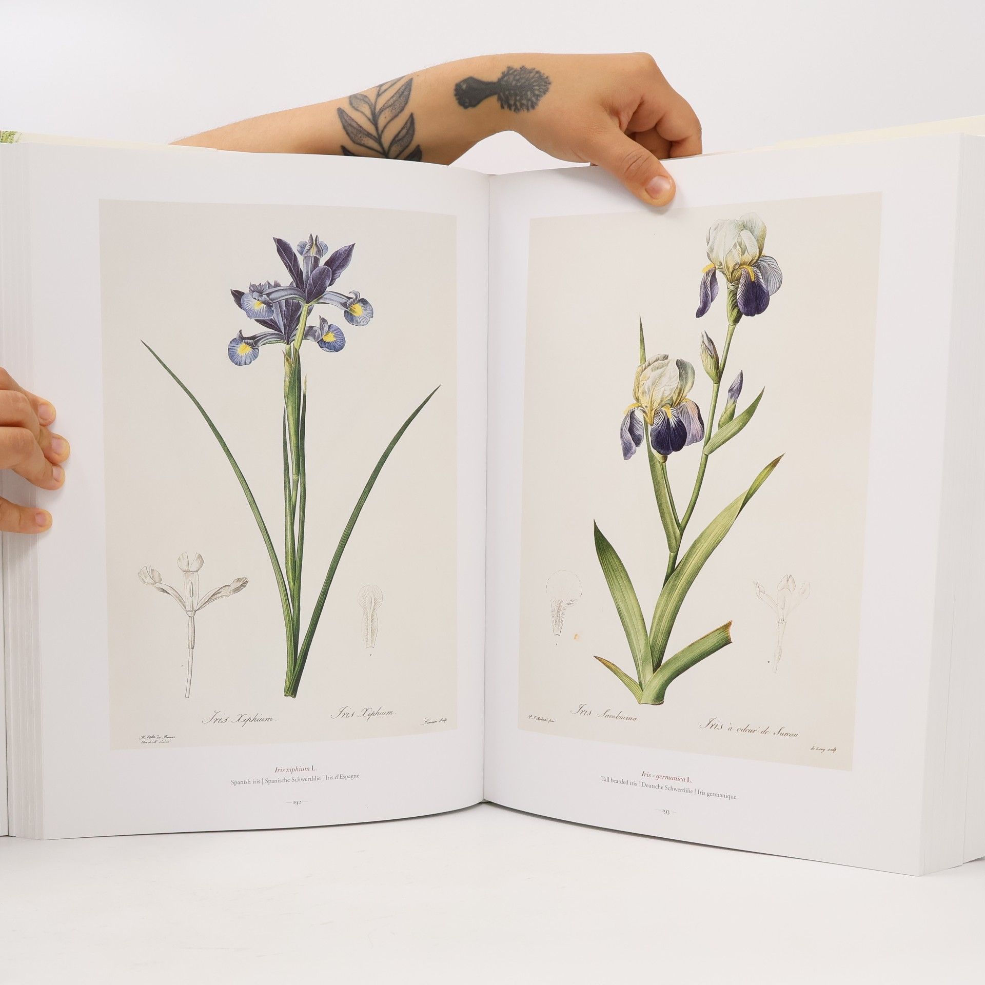 Pierre-Joseph Redouté The book of flowers