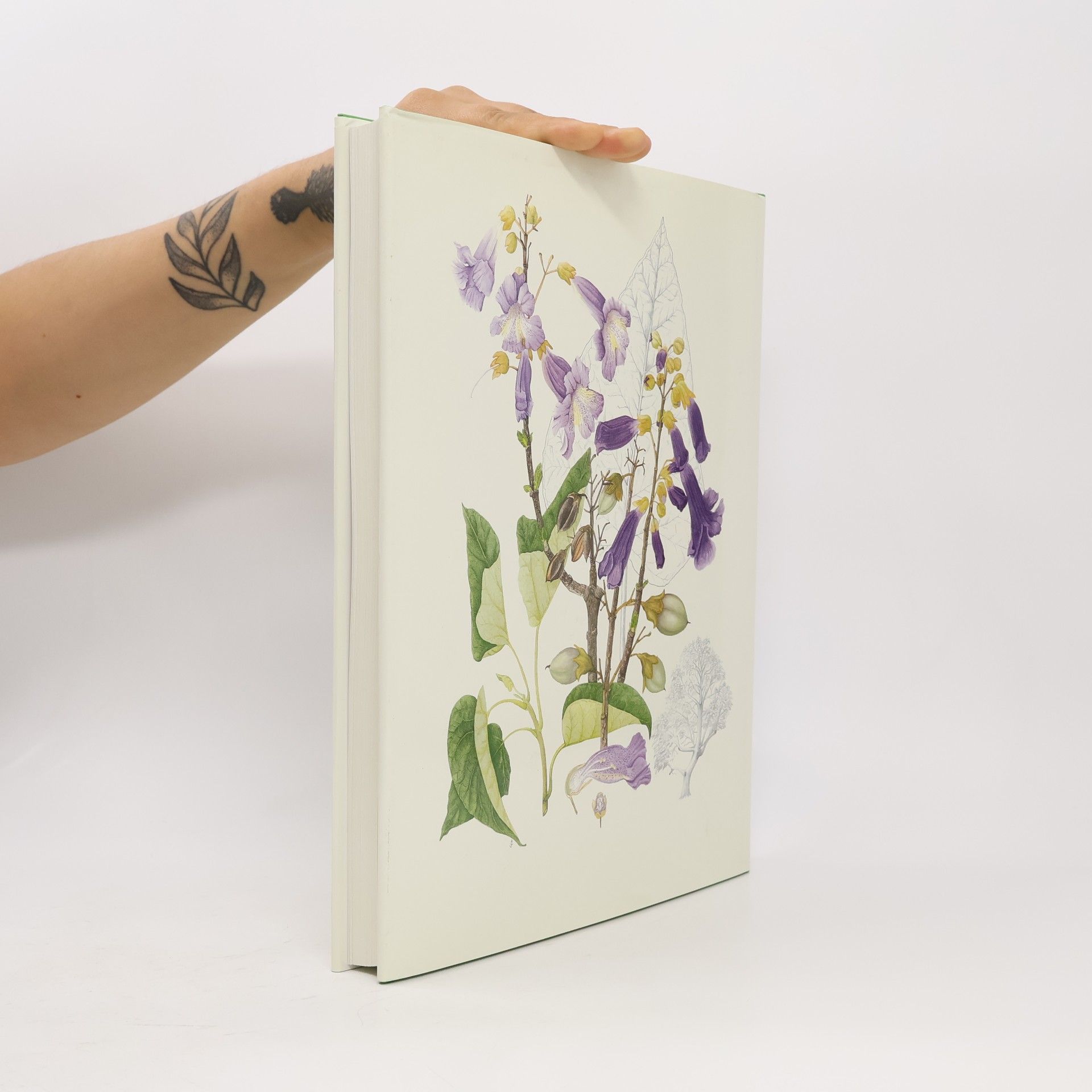 Andrew Brown Die Kunst der botanischen Illustration