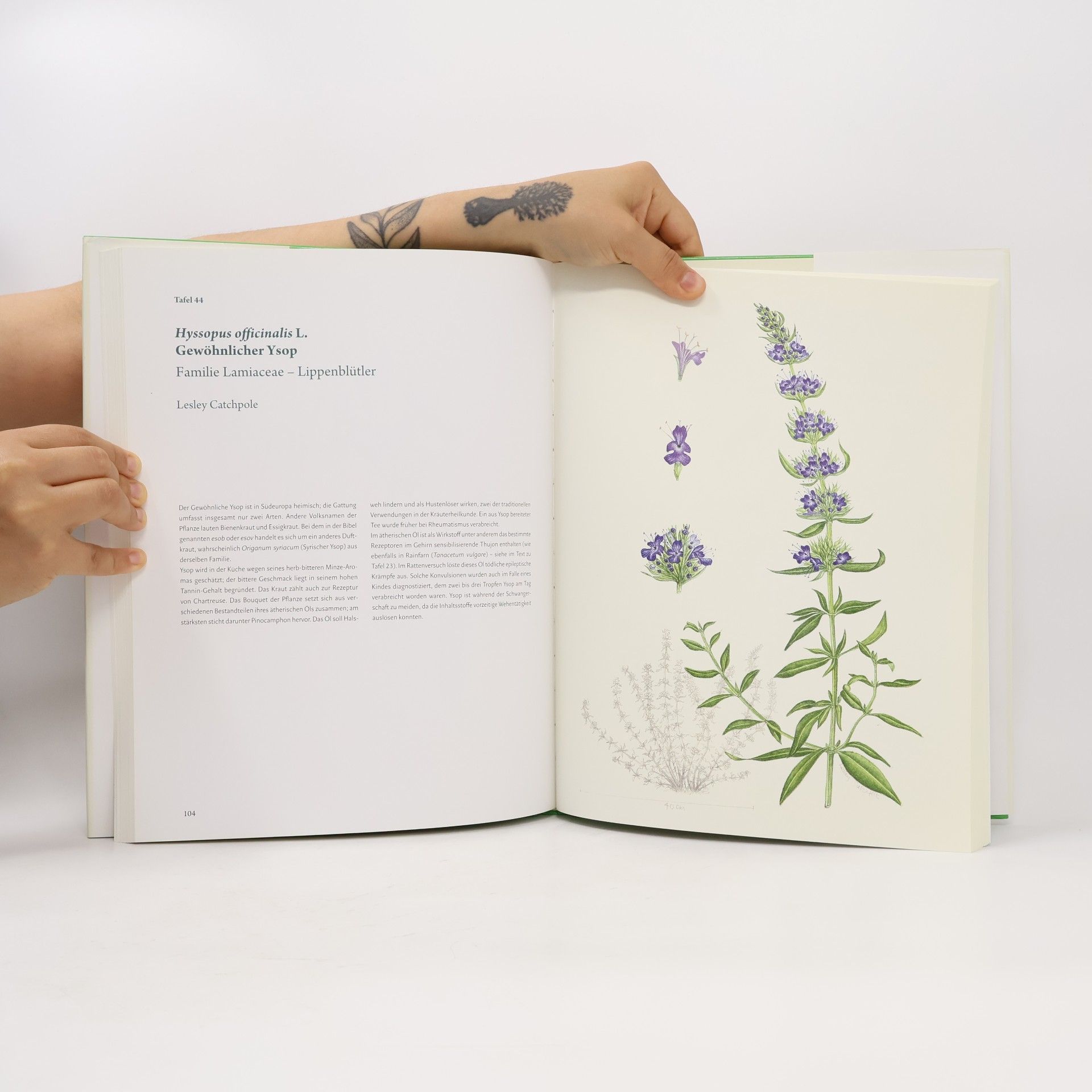 Andrew Brown Die Kunst der botanischen Illustration