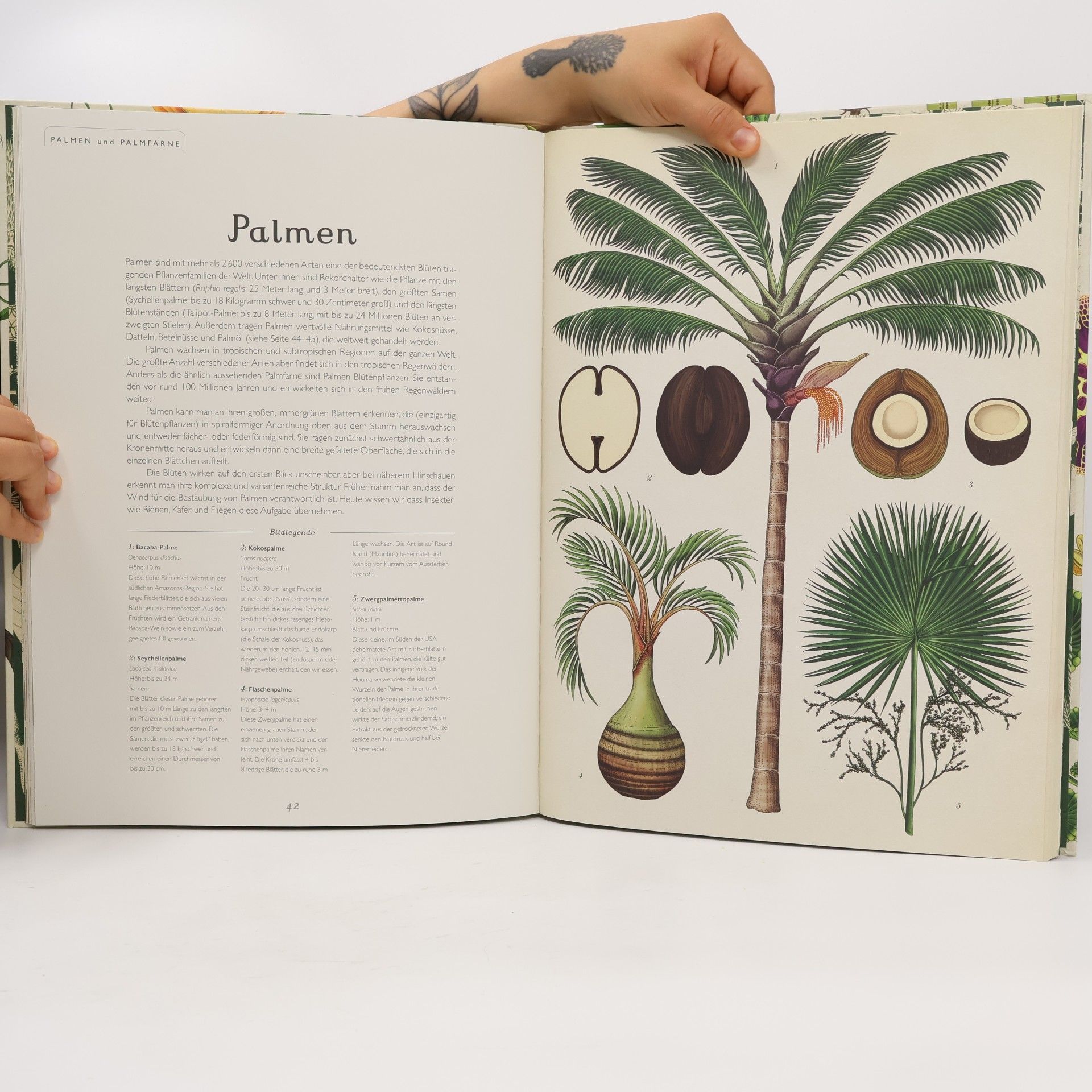 Katie Scott Das Museum der Pflanzen