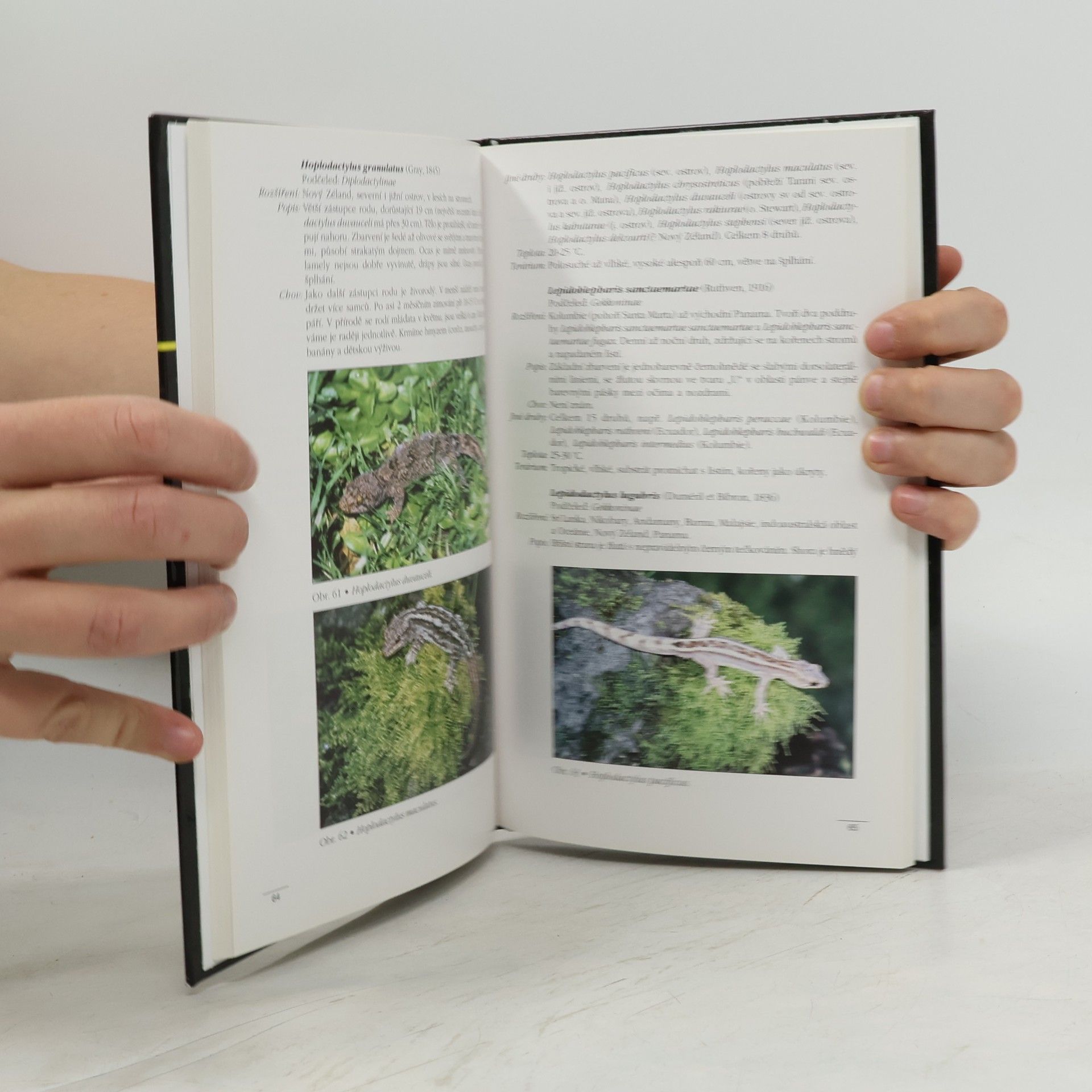 Lubomír Klátil Obrazový atlas gekonů