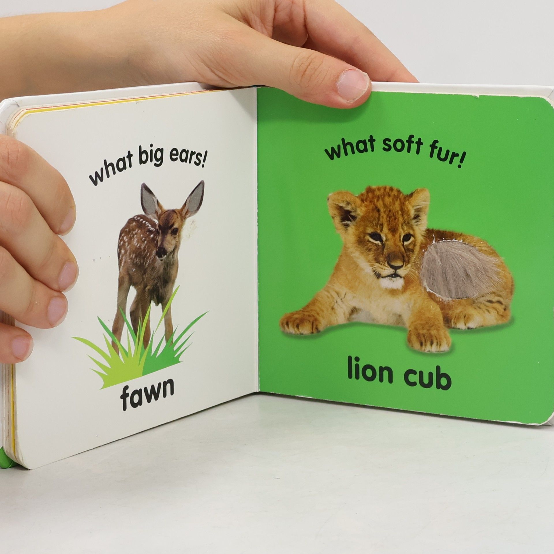 Dawn Sirett Baby animals