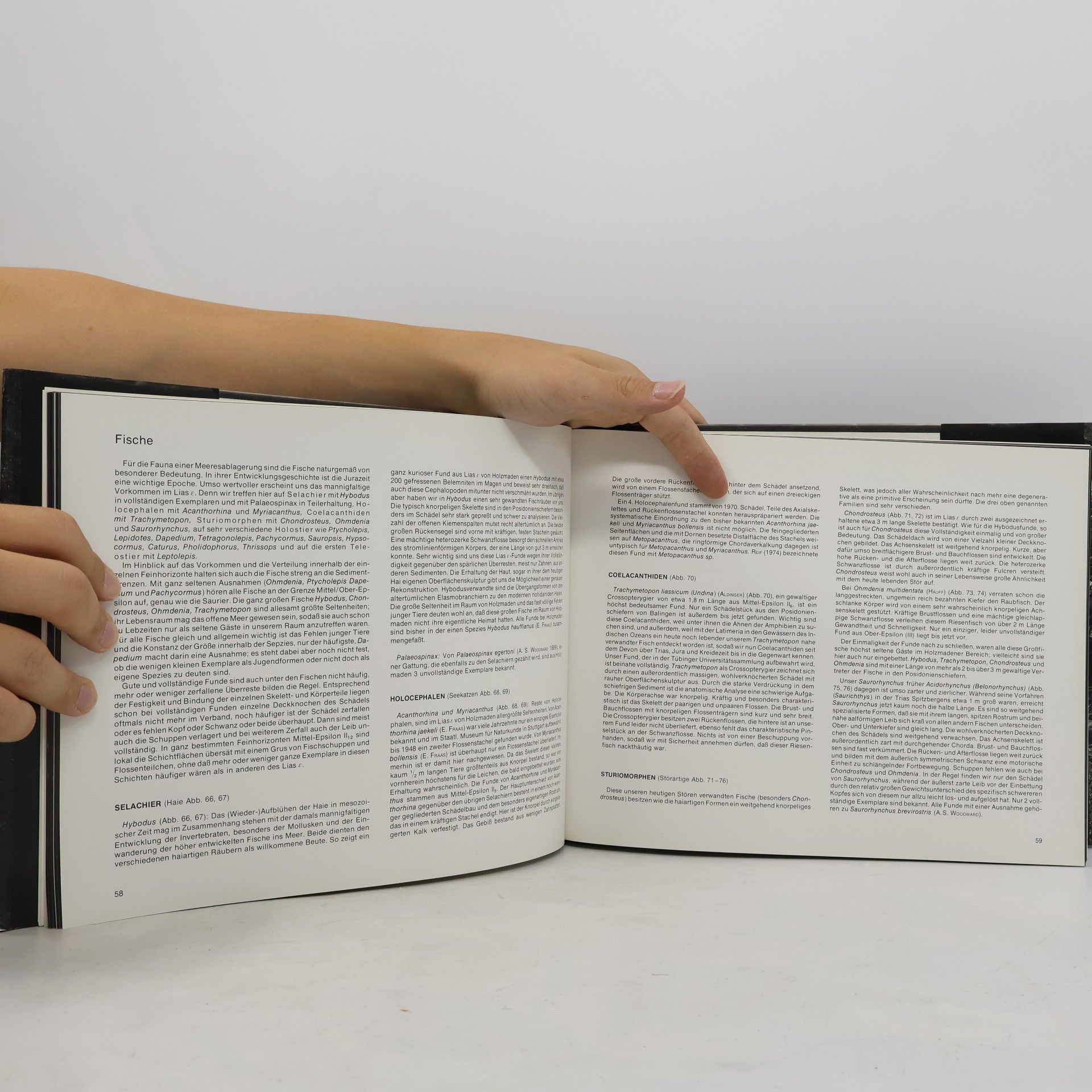 Bernhard Hauff Das Holzmadenbuch