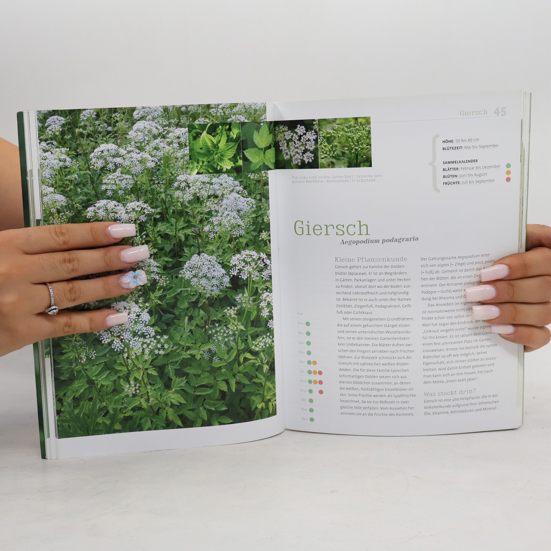 Monika Wurft Mein Wildkräuterbuch