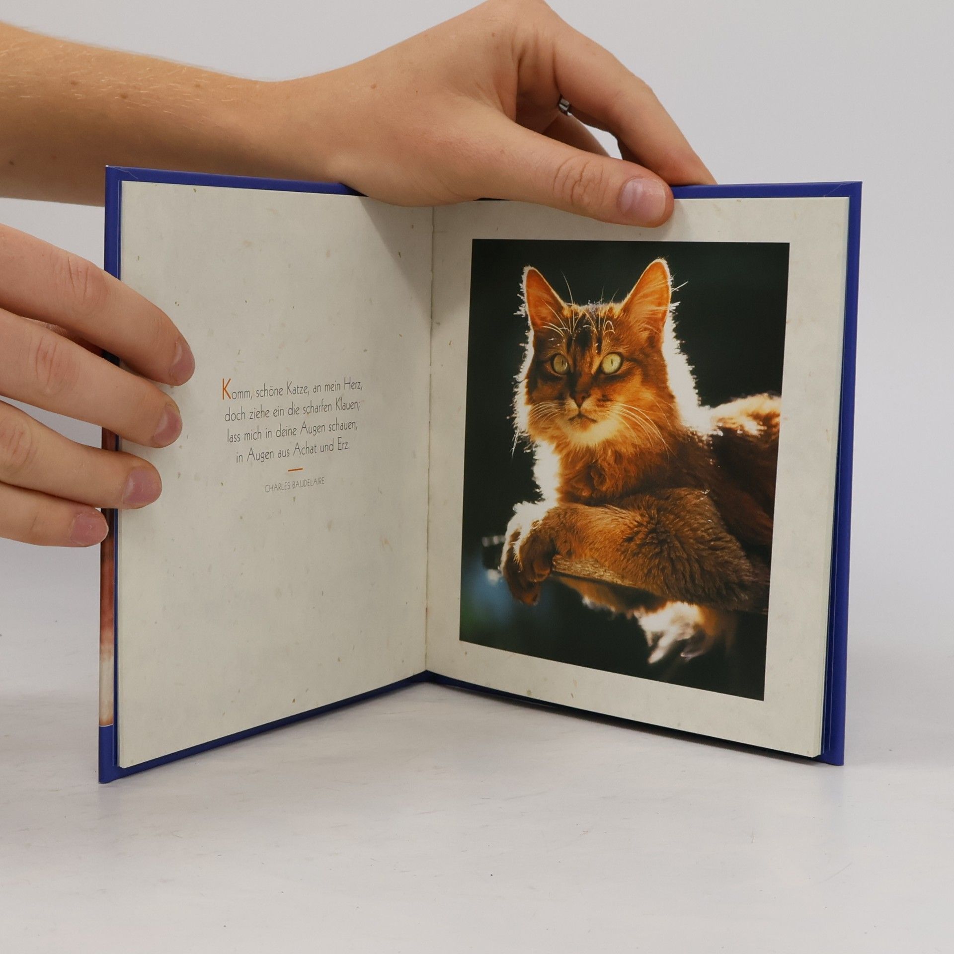 Various authors Katzen