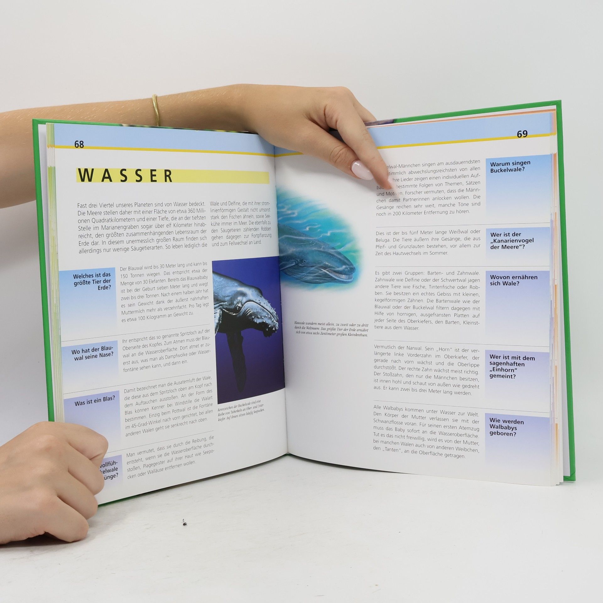 Autorenkollektiv Die Säugetiere