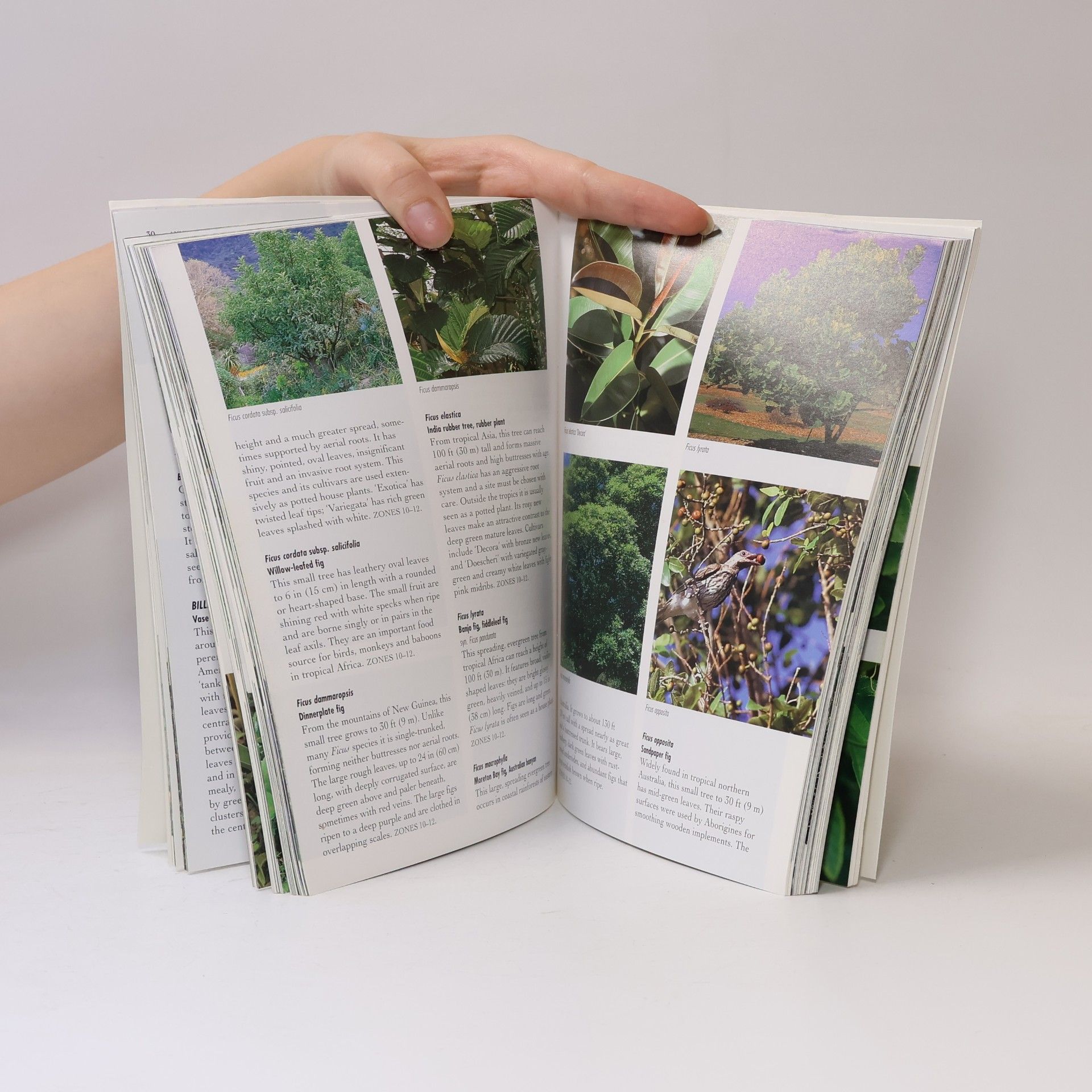 Periplus Editions Staff 500 Popular Tropical Plants