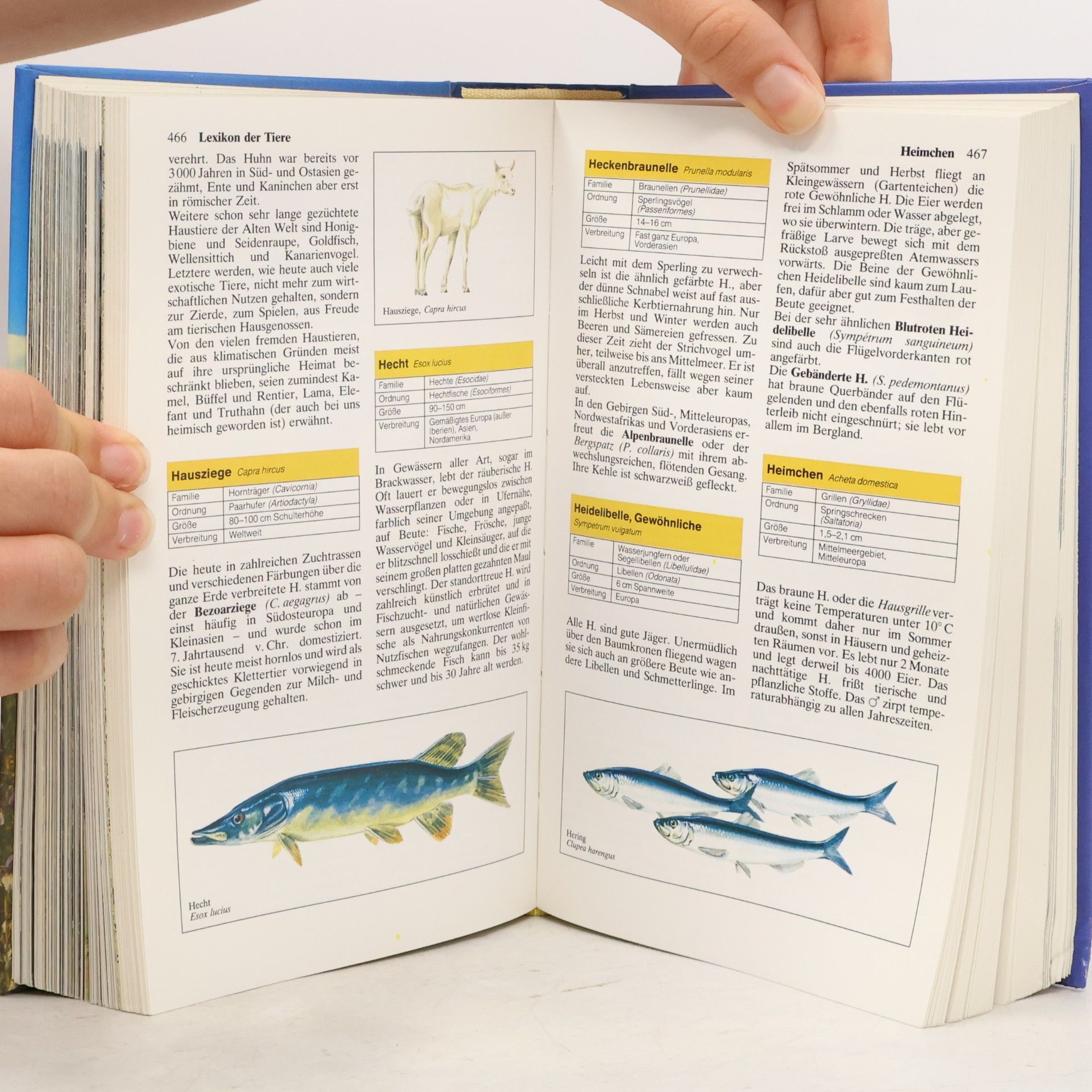 Autorenkollektiv Knaurs Naturführer in Farbe
